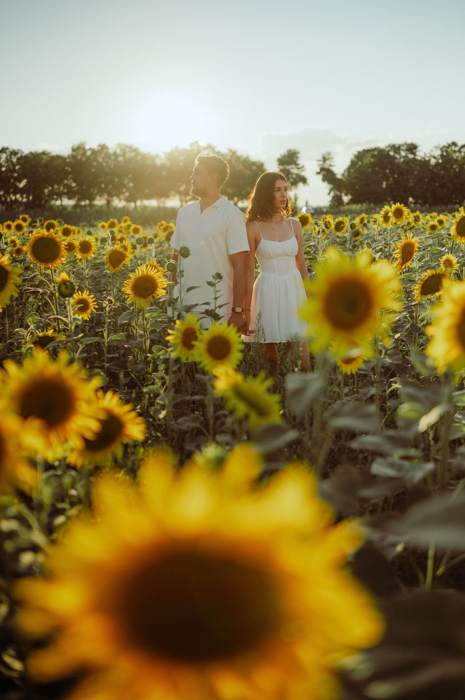 Couple holding hands walking through a vast sunflower field during stunning golden sunset.