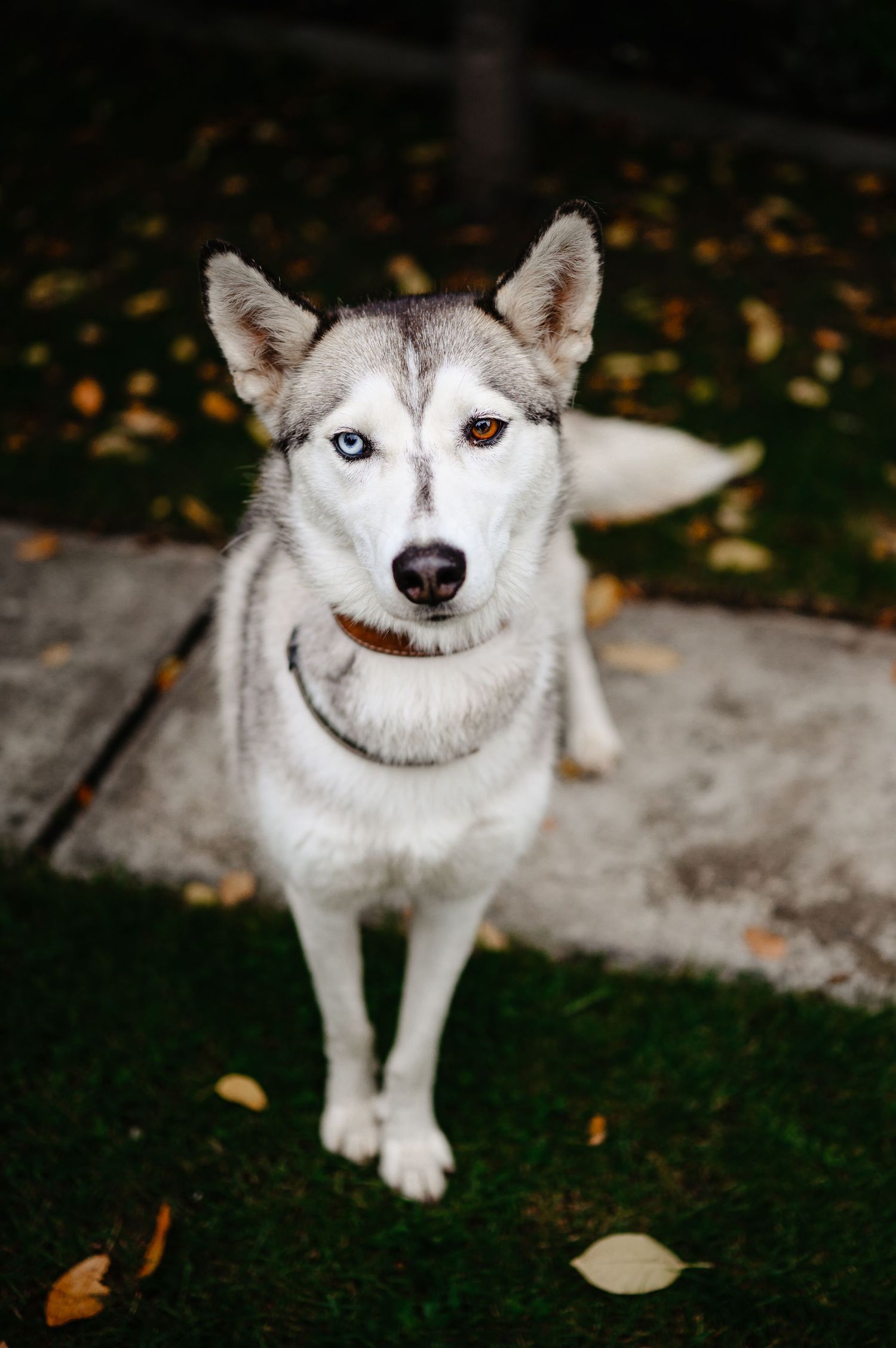A Siberian Husky with heterochromia, one blue and one brown eye, standing on green grass surrounded by autumn leaves.