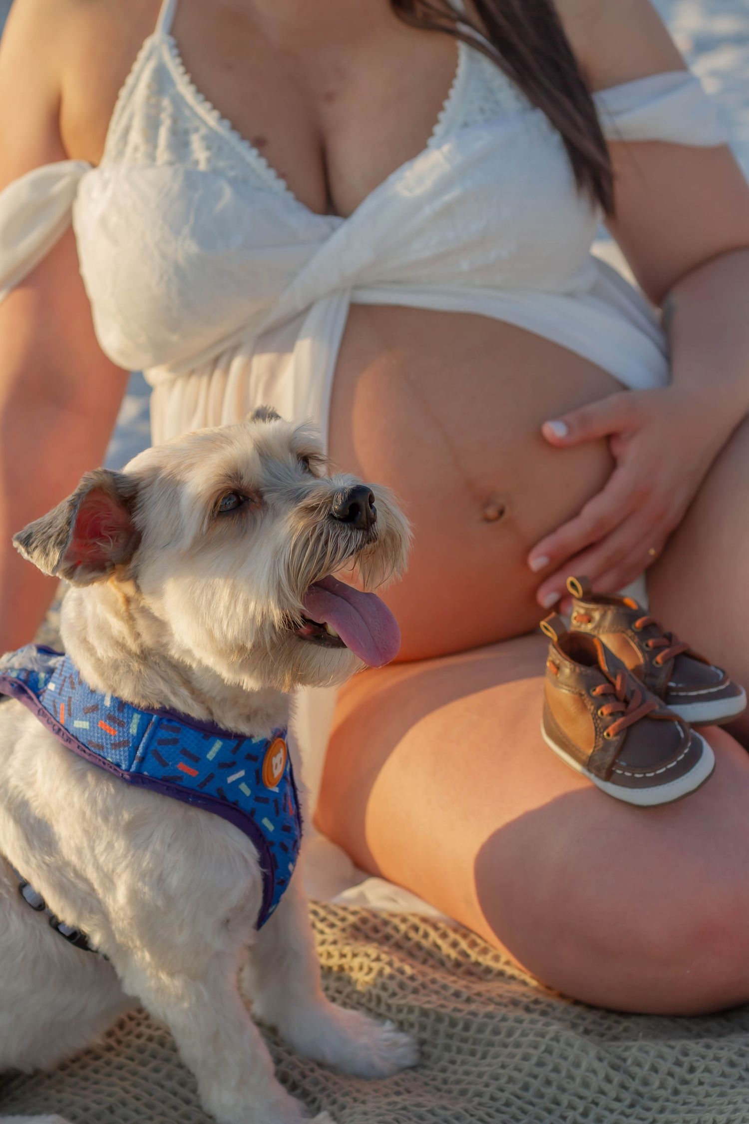 White terrier dog in blue harness sits beside pregnant woman's bare belly with tiny baby shoes on beach.