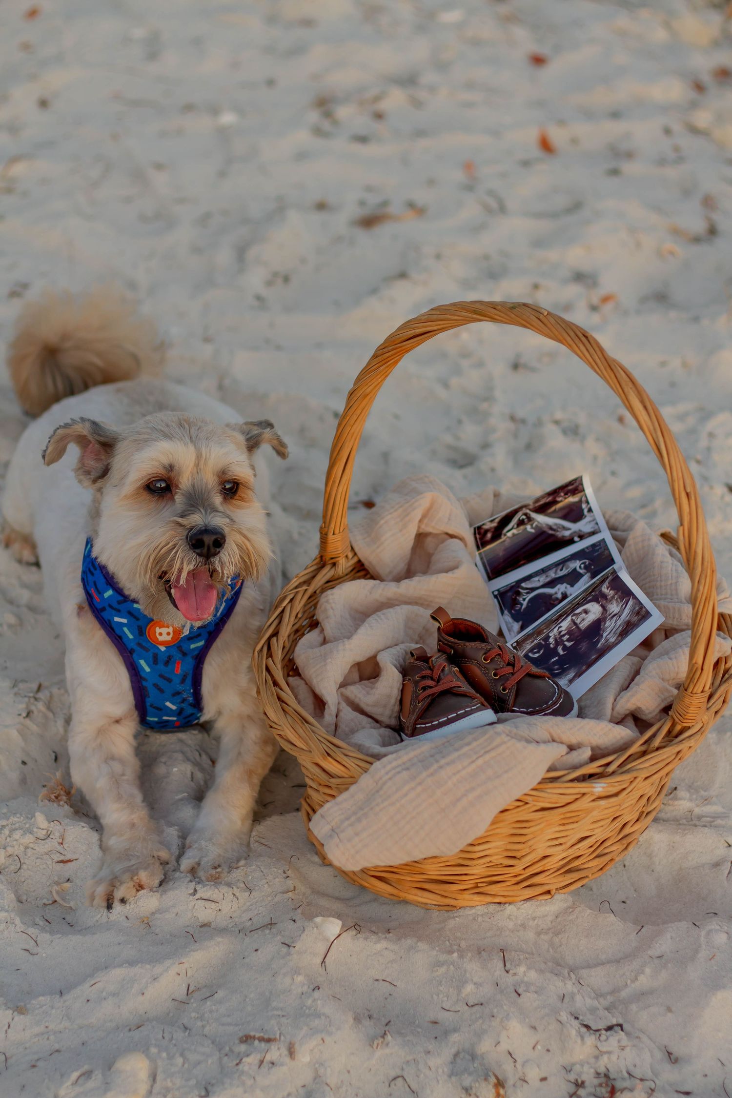 Cute white terrier dog in blue harness sits beside wicker basket with baby shoes and ultrasound photos on beach.