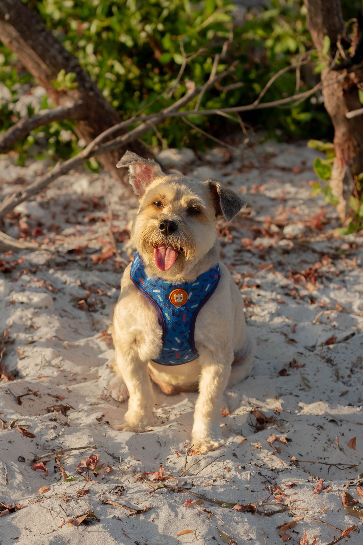 Adorable small dog wearing a blue harness sitting on sandy beach with tongue out.