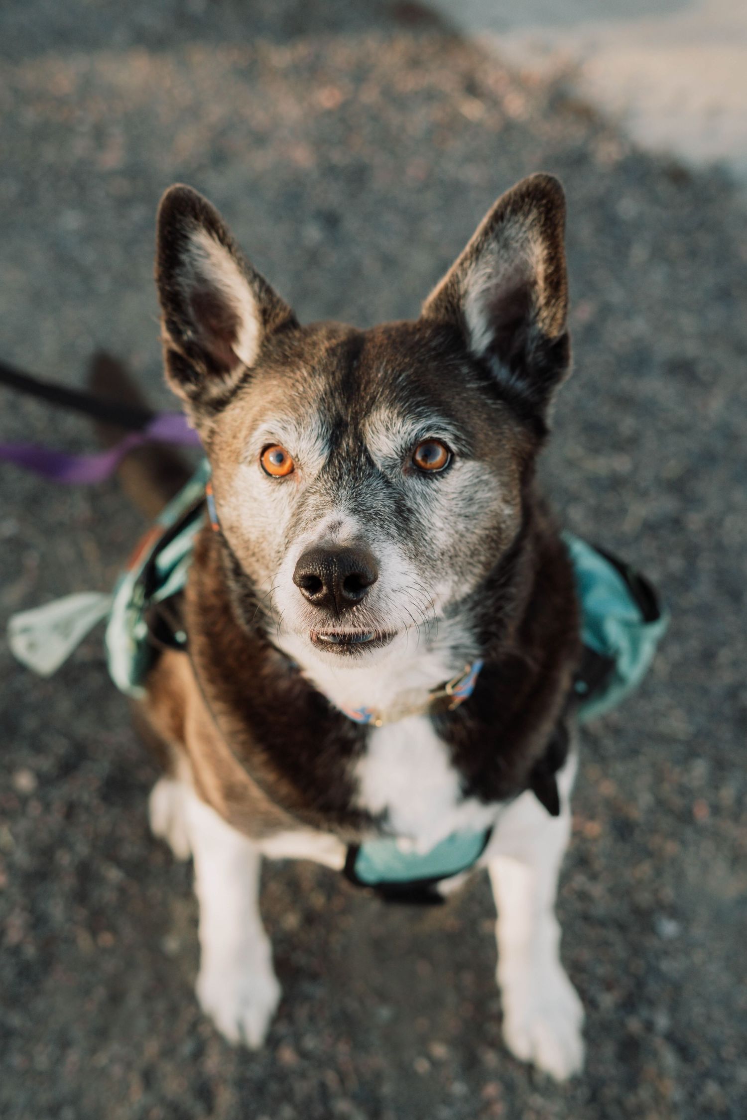 Pet Portrait Session in Denver, CO