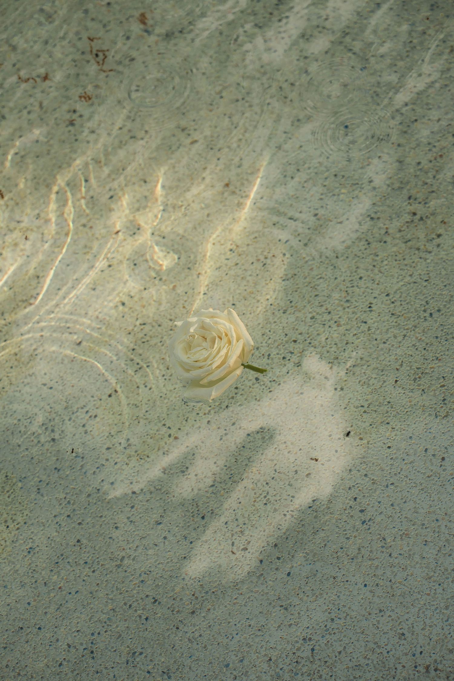 Single white rose floating in shallow water with rippling reflections on sandy surface.