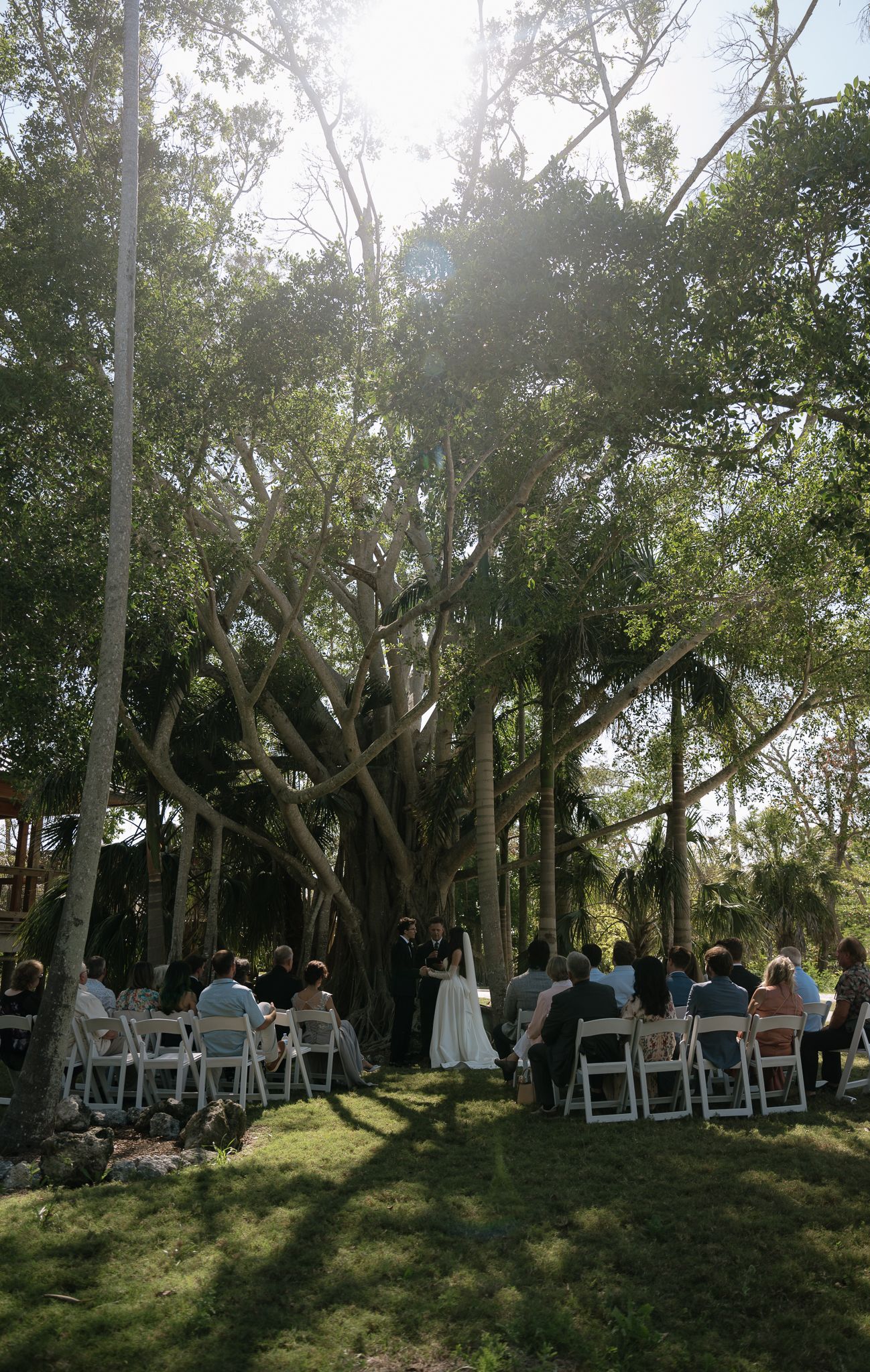 Sunlit outdoor wedding ceremony with guests seated on white chairs beneath majestic banyan trees in garden.