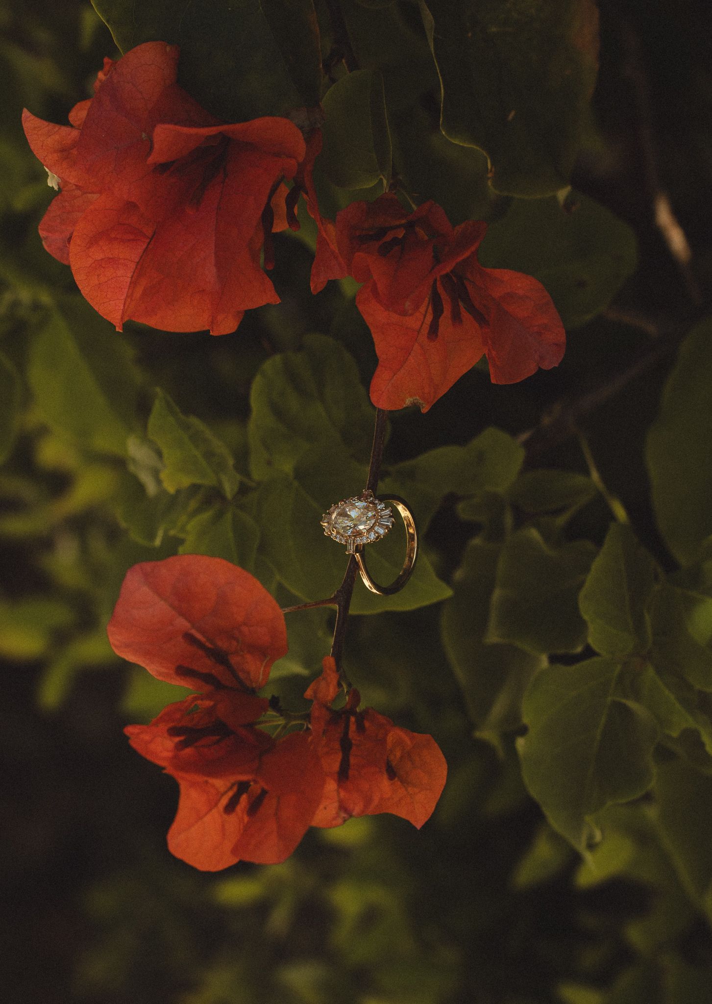 Gold diamond engagement ring nestled among vibrant red bougainvillea flowers and lush green leaves.