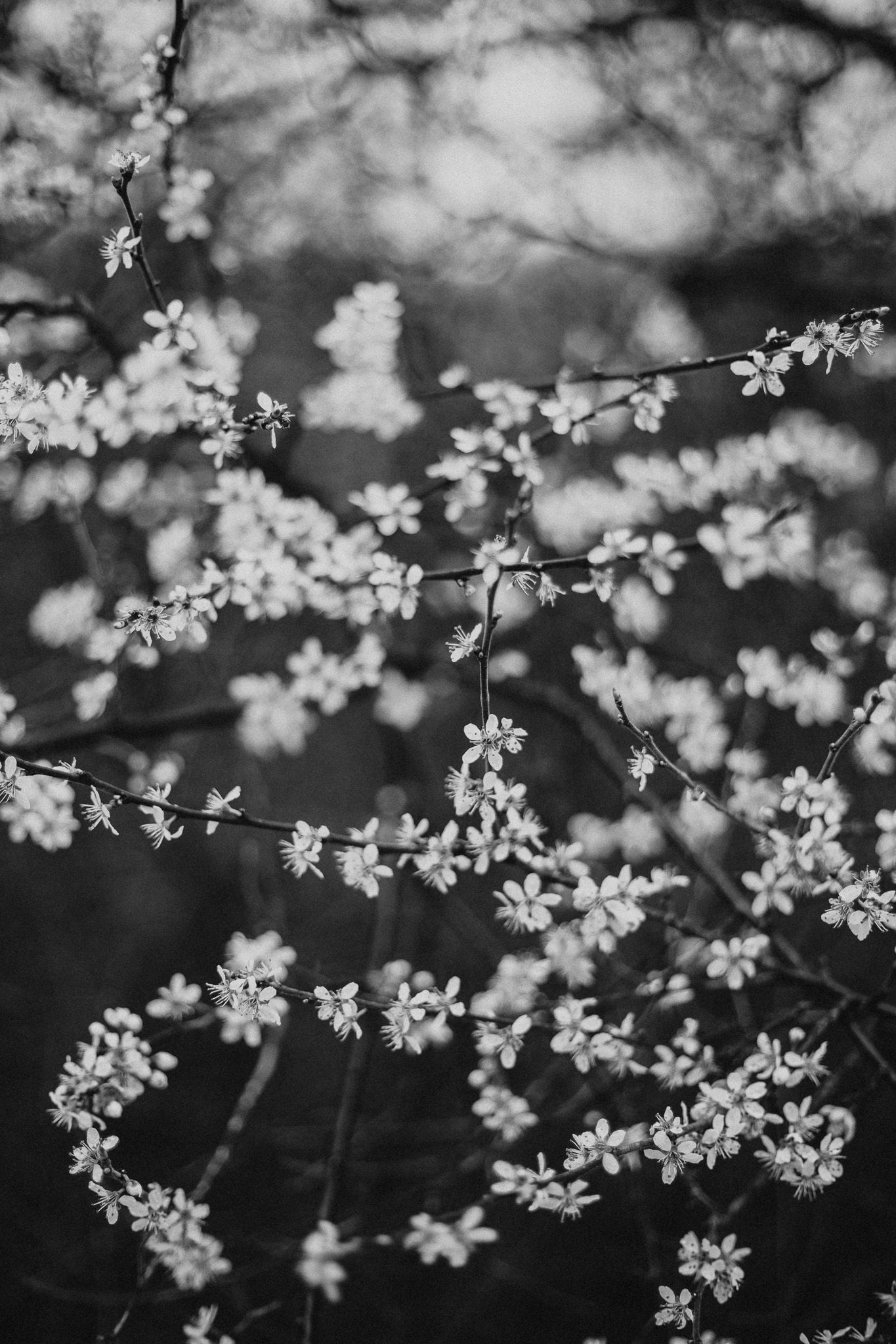 Black and white macro photograph of delicate spring cherry blossom flowers on thin branches.