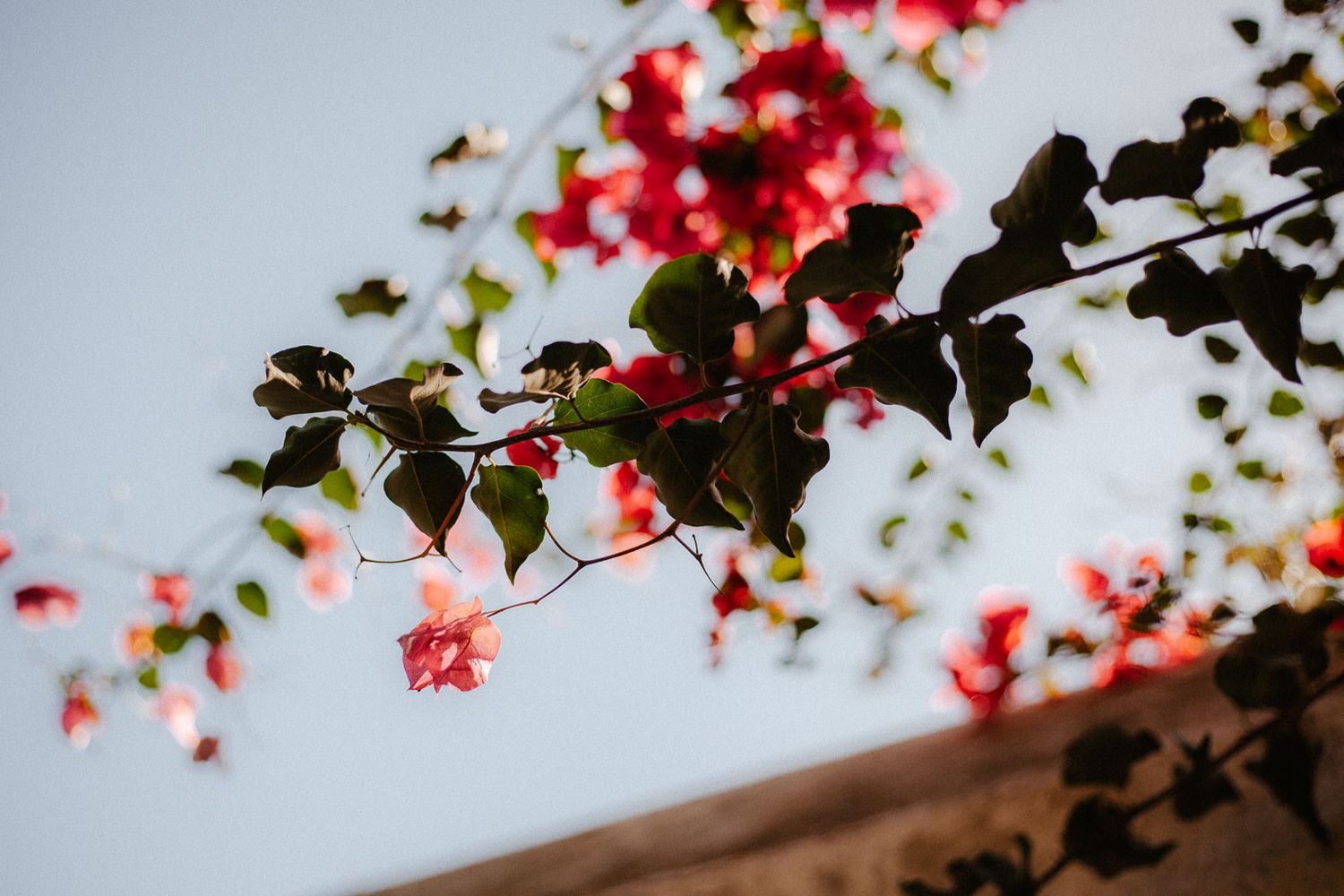 Close-up of vibrant pink bougainvillea flowers and green leaves against a soft blue sky background.