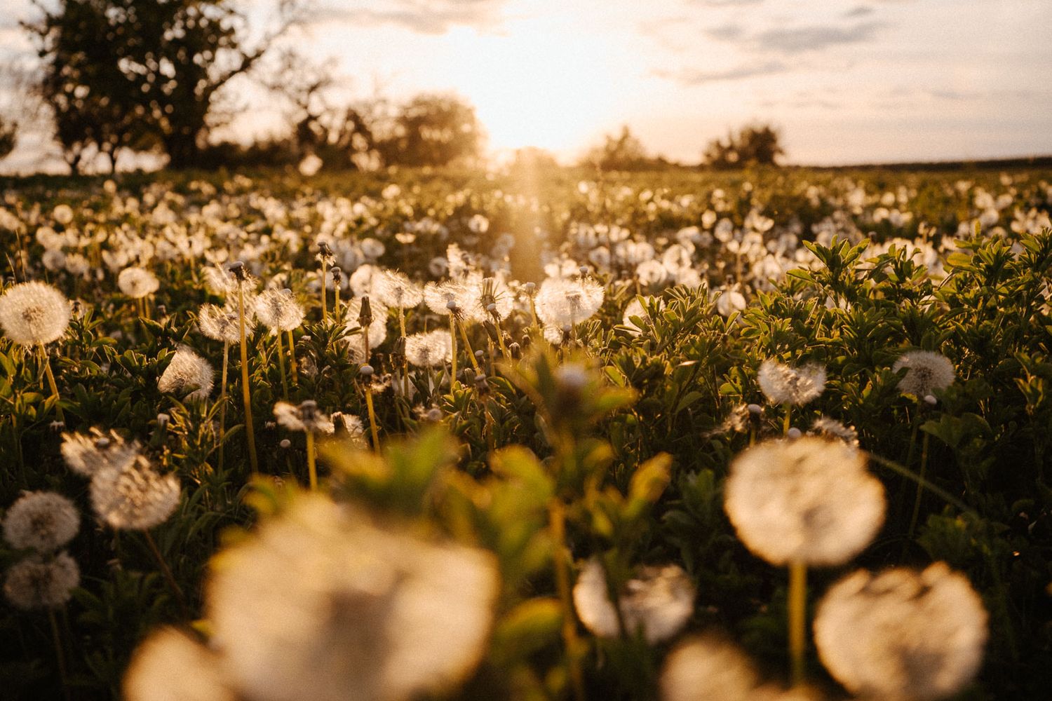 Golden sunset light glowing through a field of white dandelions in a lush green meadow.
