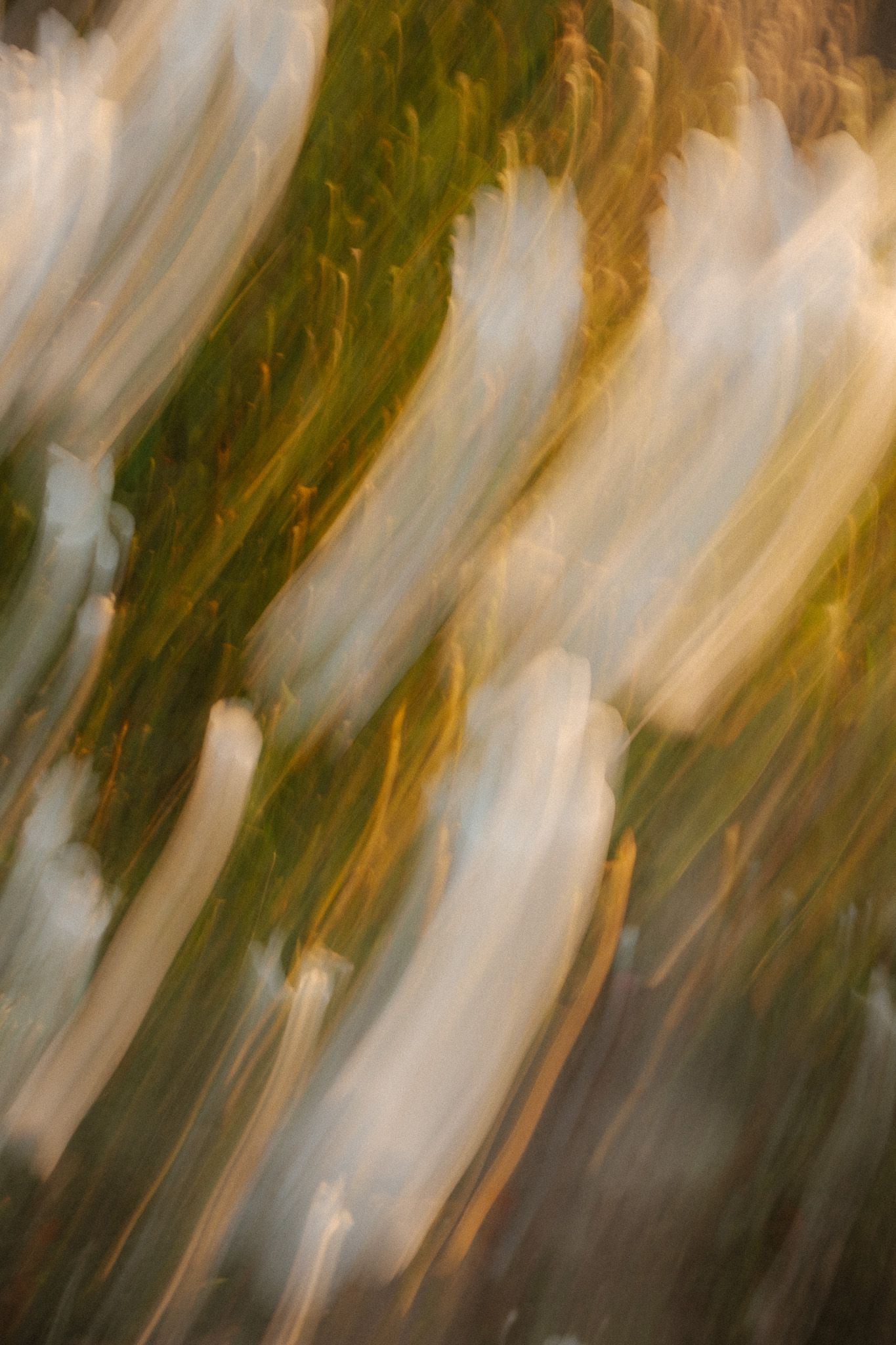 Abstract motion blur photography of green and white trees creating flowing painterly streaks of color.