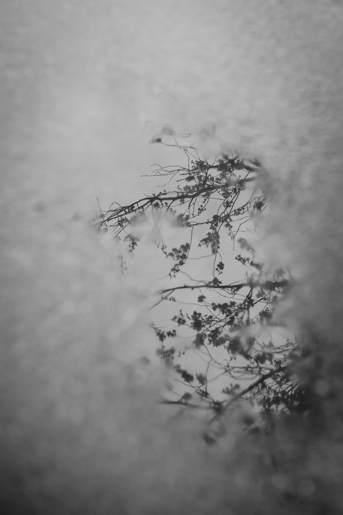 Black and white abstract reflection of tree branches with leaves on rippling water surface.