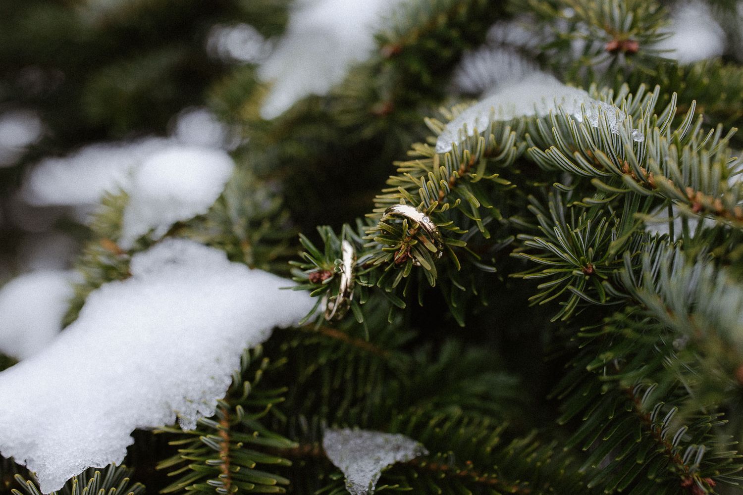 Snow-dusted green pine tree branches with a small ring resting among the needles outdoors.