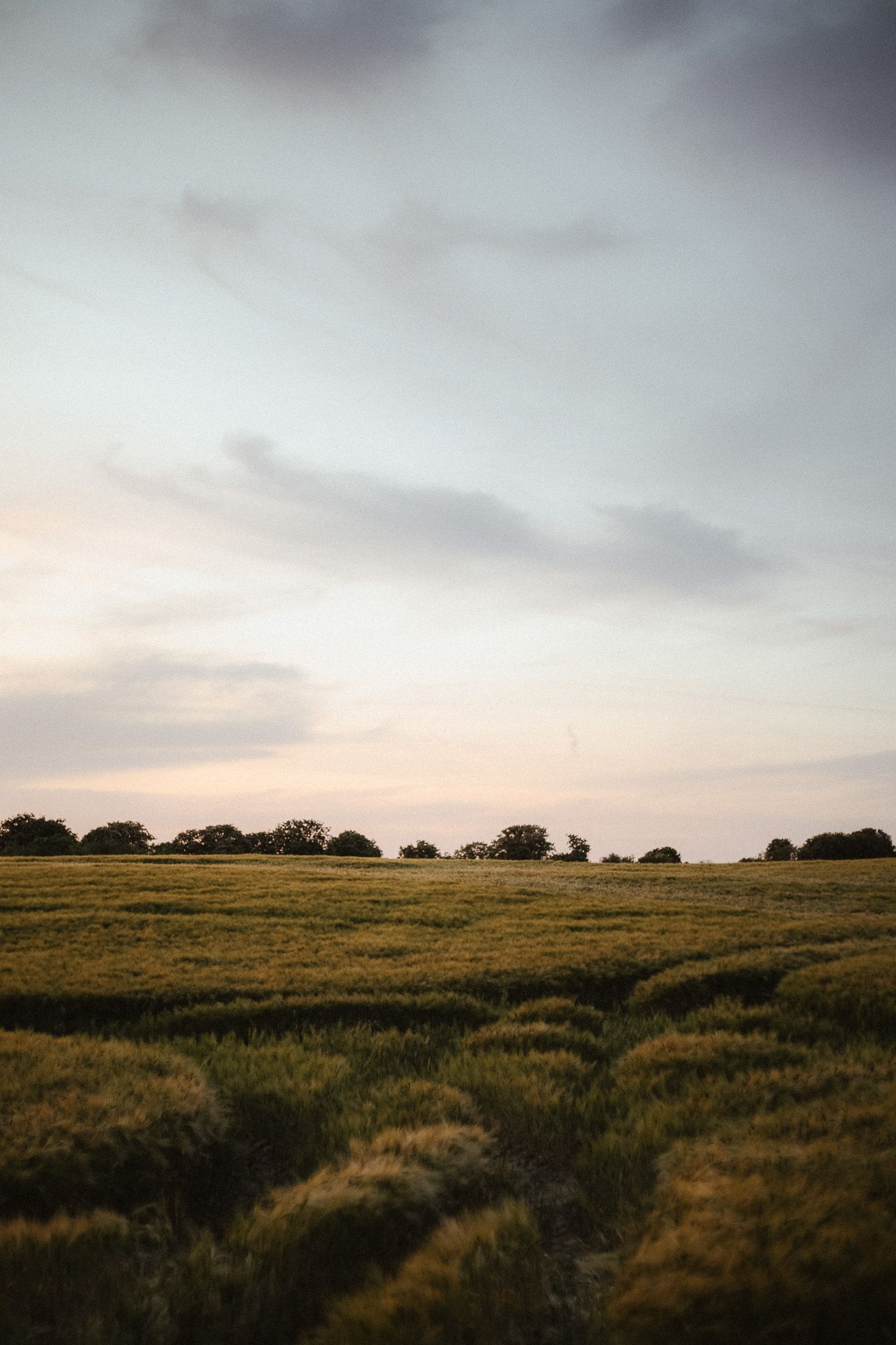 Golden wheat field stretching to tree line horizon under dramatic cloudy sunset sky in rural countryside landscape.