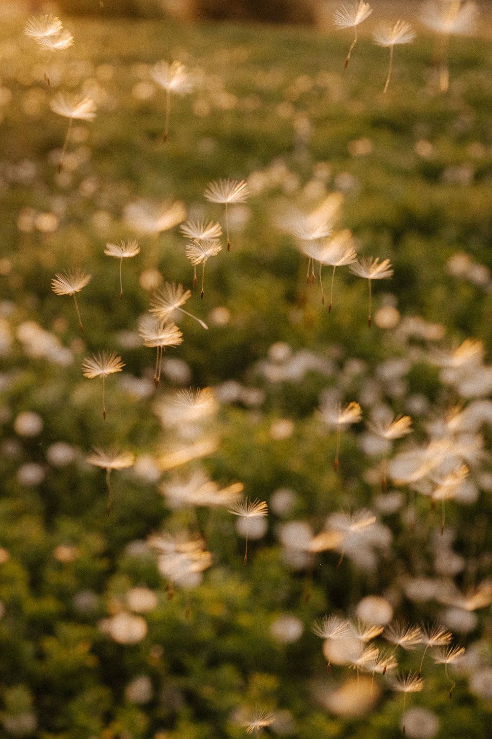 Dandelion seeds floating through golden sunset light above field of white wildflowers in meadow.