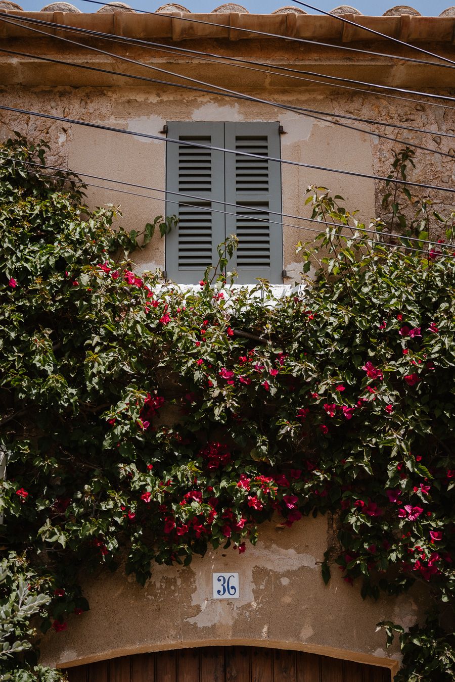 Charming Mediterranean building facade covered in vibrant red climbing roses around shuttered window number 36.