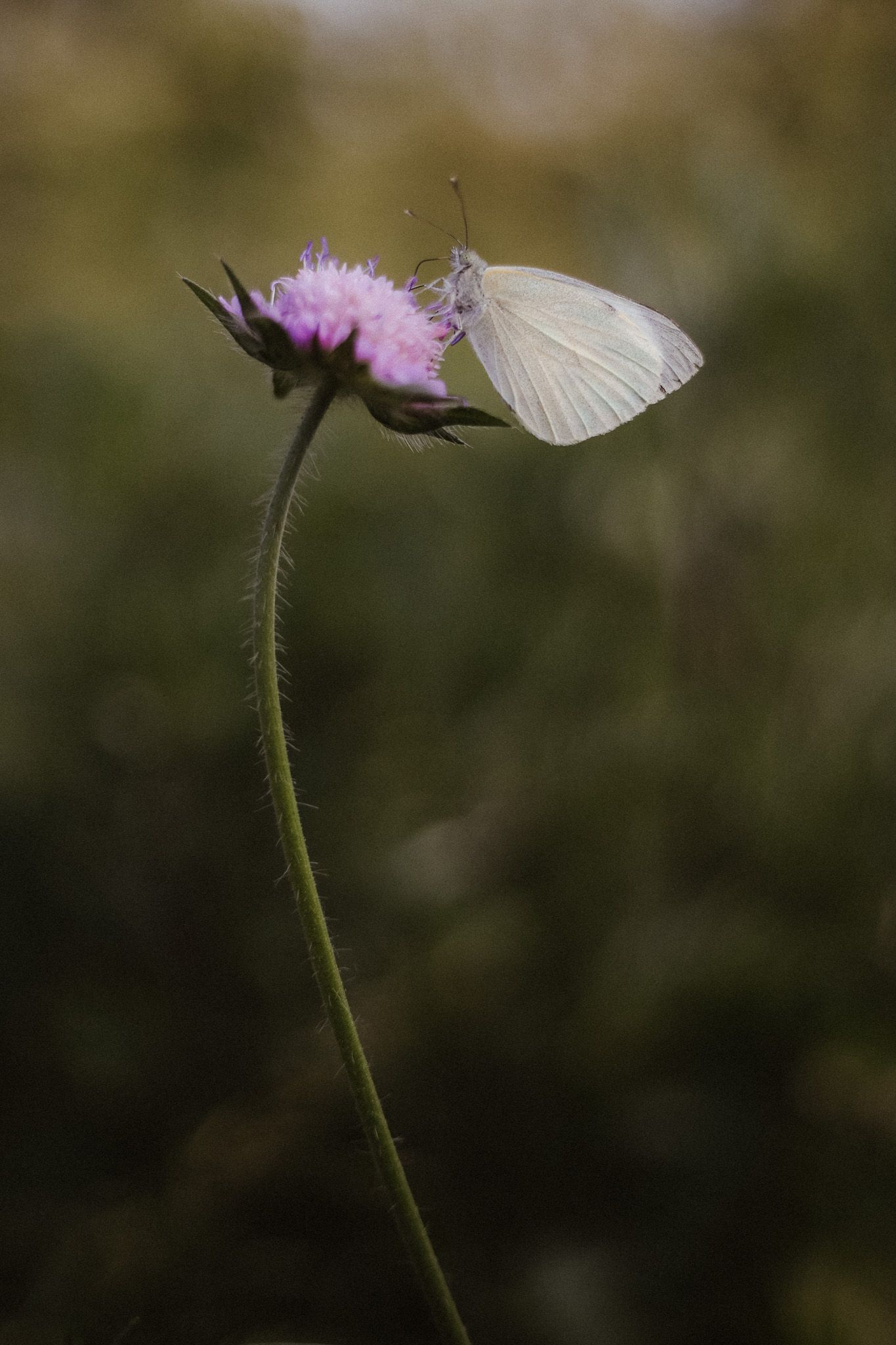 White cabbage butterfly perched on a pink wildflower against a blurred green background.