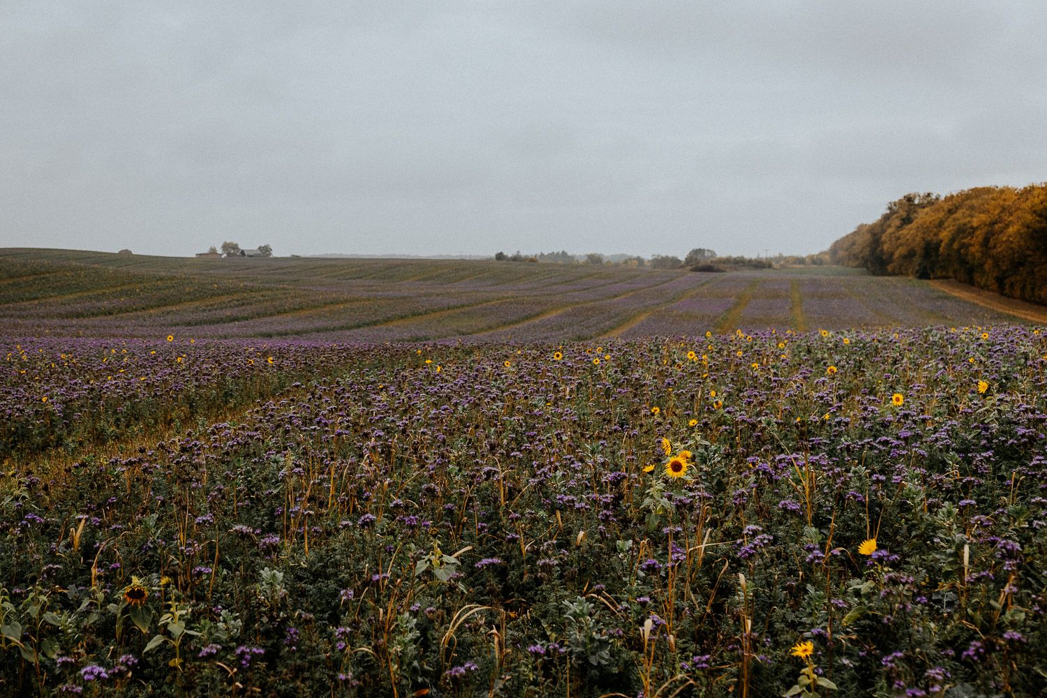 Expansive field of purple phacelia and sunflowers extending to distant autumn trees on cloudy day.