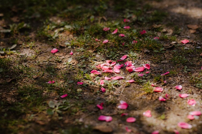Scattered pink rose petals on mossy ground create romantic wedding ceremony decoration.
