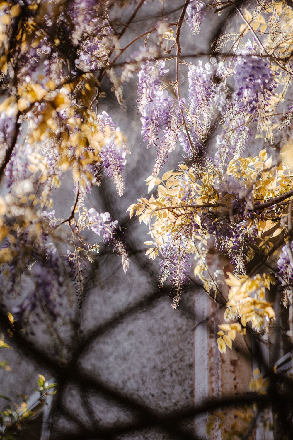 Cascading purple wisteria flowers blooming on twisted branches against a rustic stone wall.