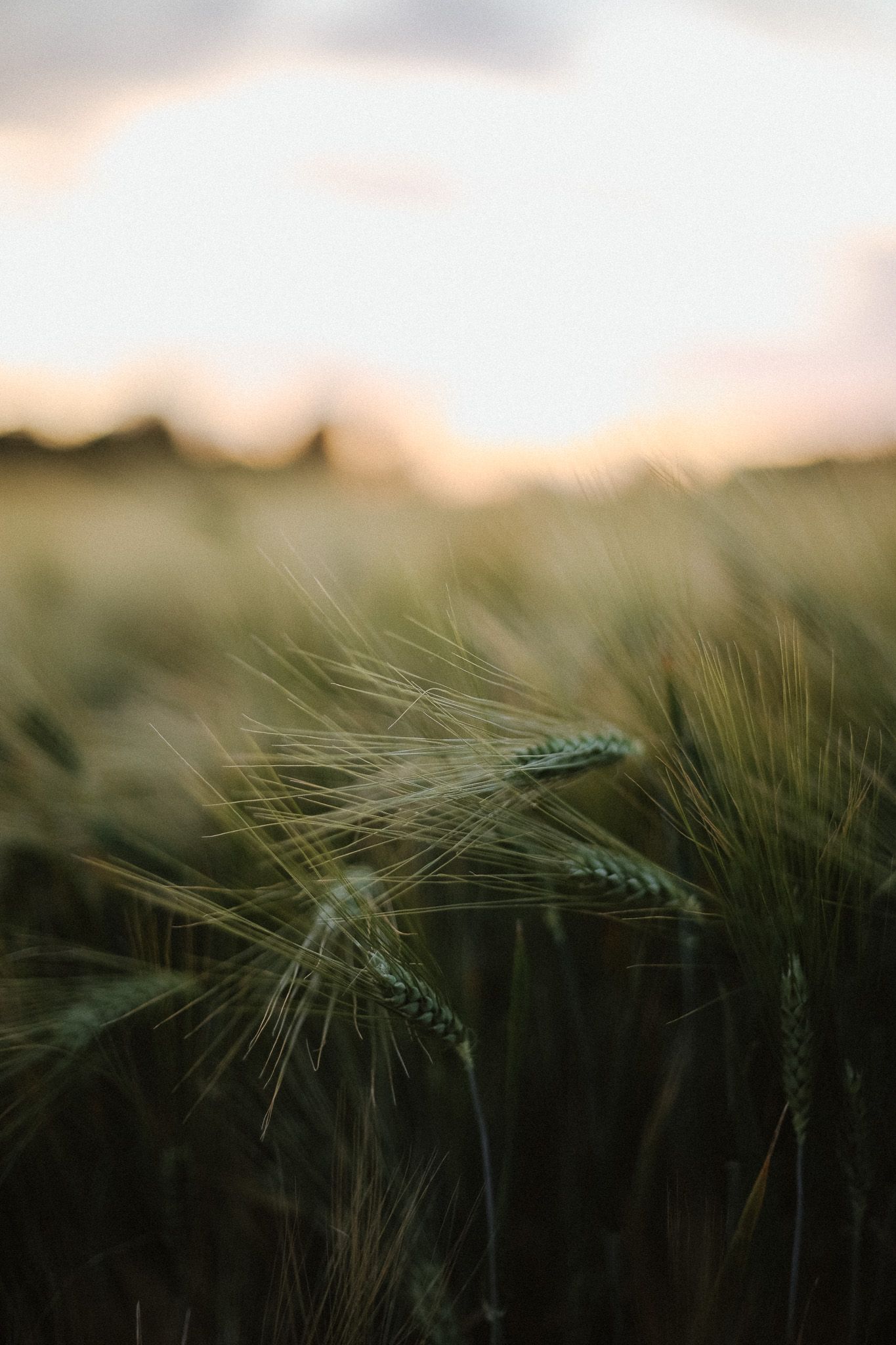 Close-up of green barley wheat ears in a field during a warm sunset with blurred background.