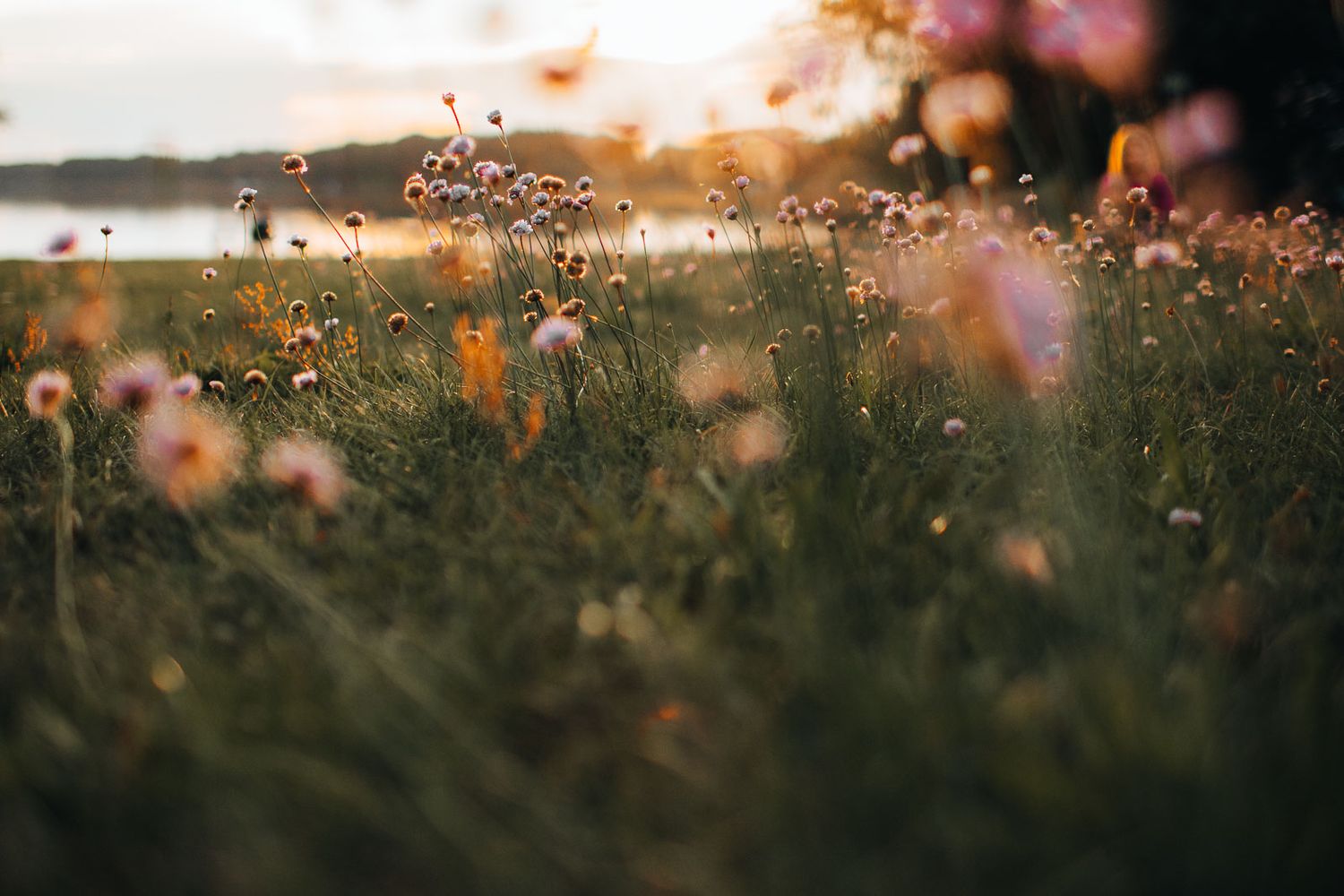 Golden sunset light glowing through pink wildflowers and dandelions in a lush lakeside meadow.