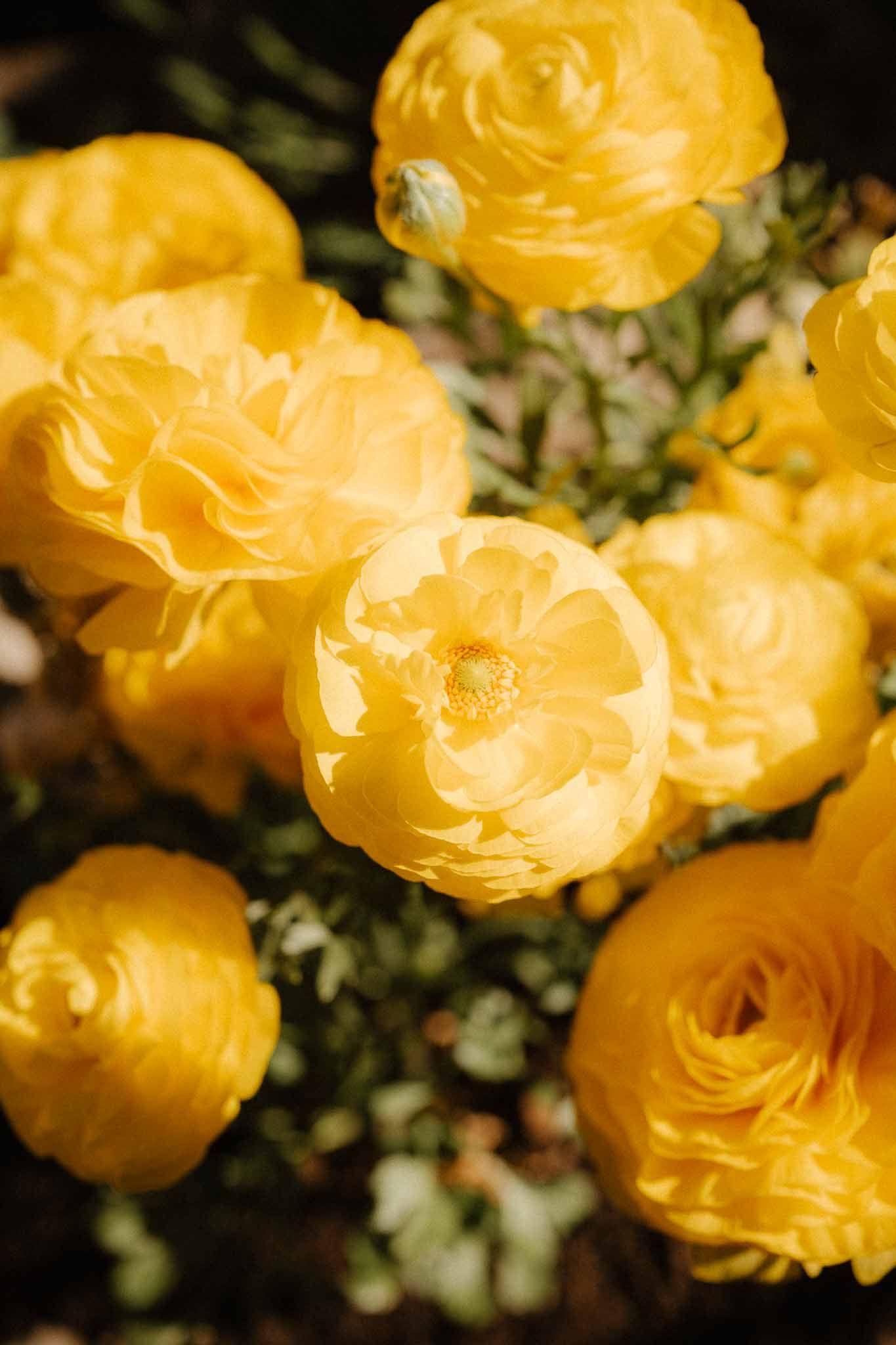 Close-up of vibrant yellow ranunculus flowers in full bloom with lush green foliage.