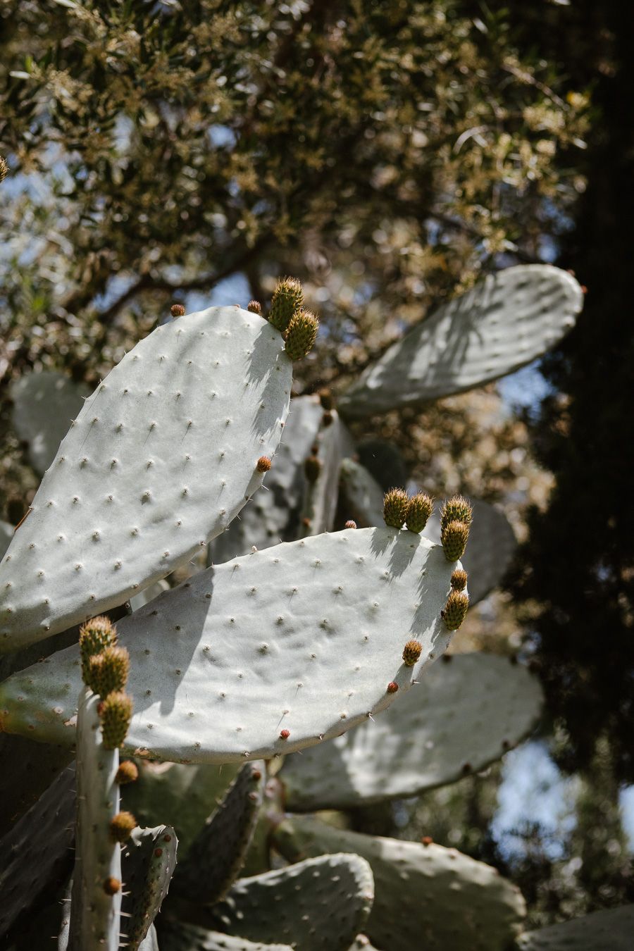 Close-up of prickly pear cactus pads with young fruit buds growing in bright sunlight.