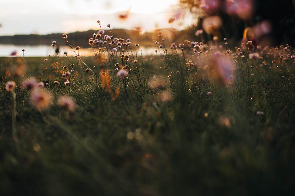 Pink wildflowers blooming in a meadow at golden sunset near a tranquil lake.