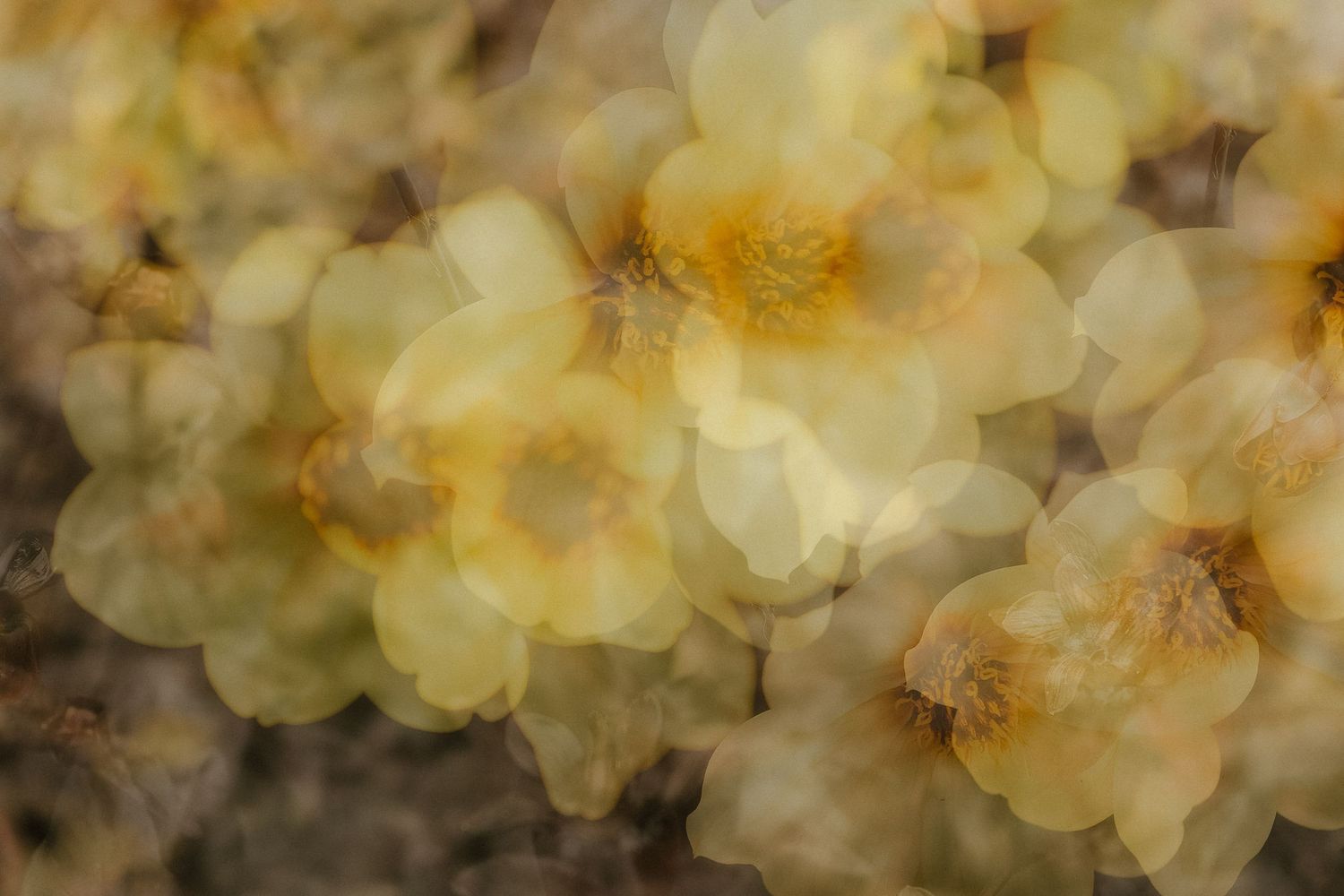 Soft focus abstract close-up of delicate yellow wildflowers with dreamy bokeh light overlay effect.