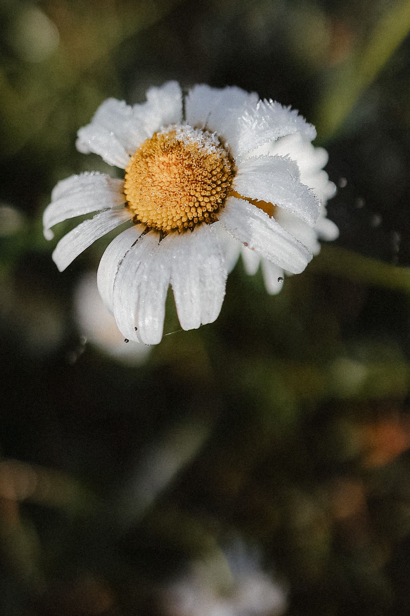 Close-up of dewy white daisy flower with yellow center surrounded by soft bokeh green background.