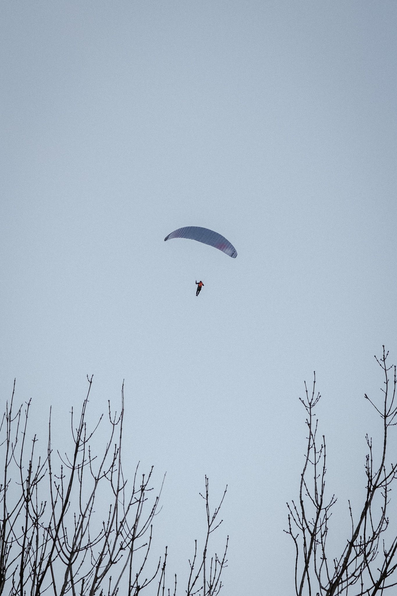 Paraglider soaring high in clear blue sky above bare winter tree branches.