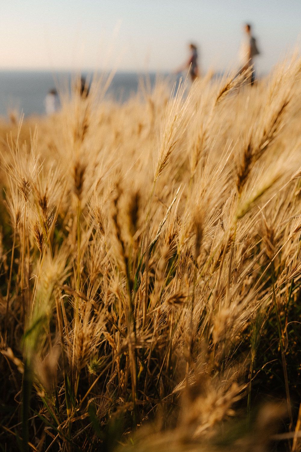 Golden wheat field stalks glowing in warm sunset light with blurred ocean horizon background.
