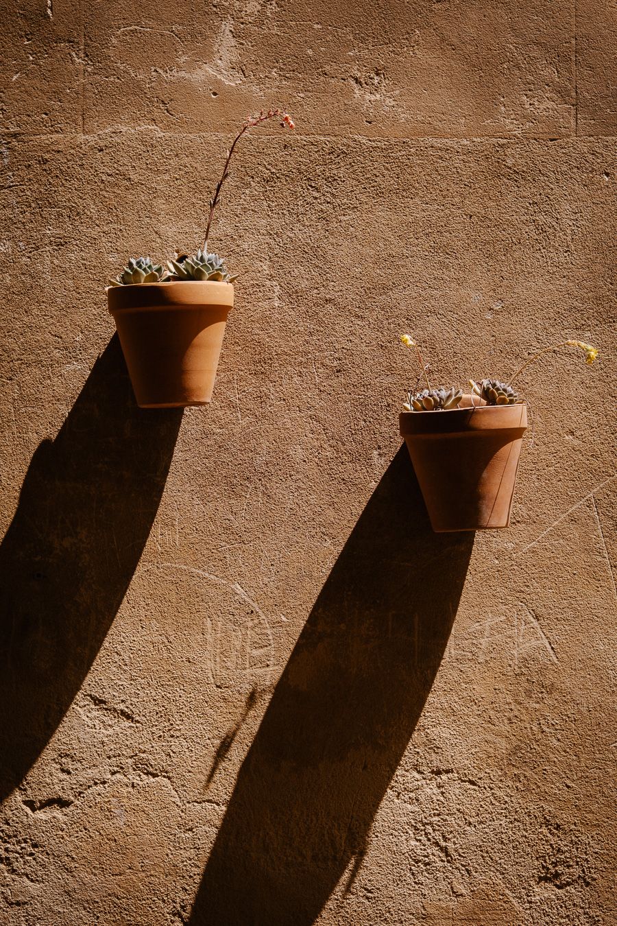 Two terracotta pots with succulents mounted on a sunlit adobe wall casting long dramatic shadows.