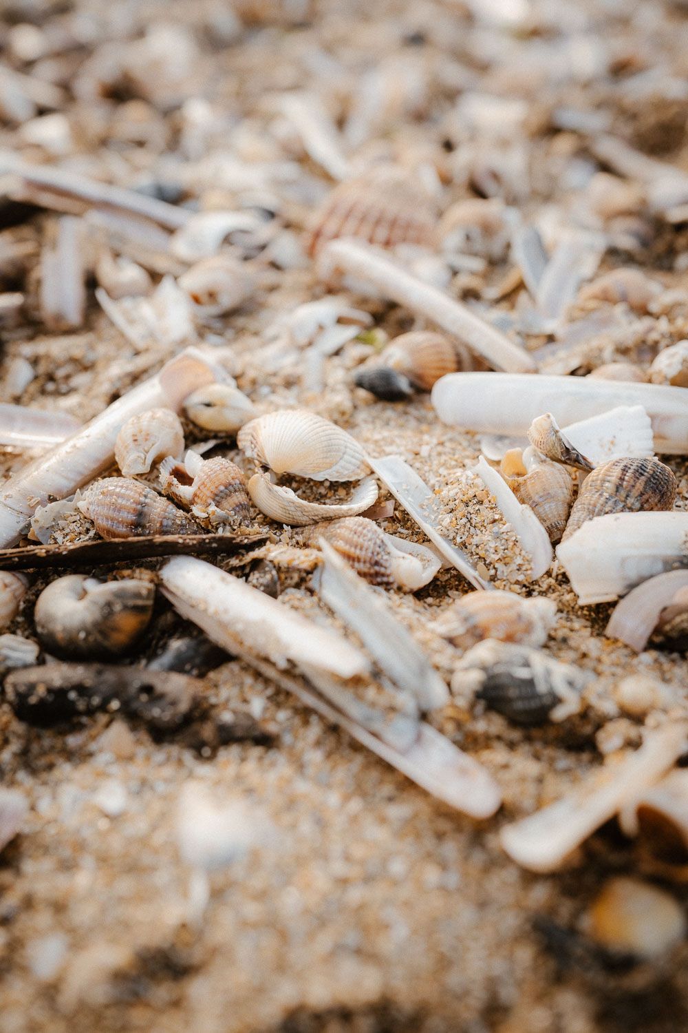 Close-up of assorted seashells and razor clams scattered on sandy beach shoreline.
