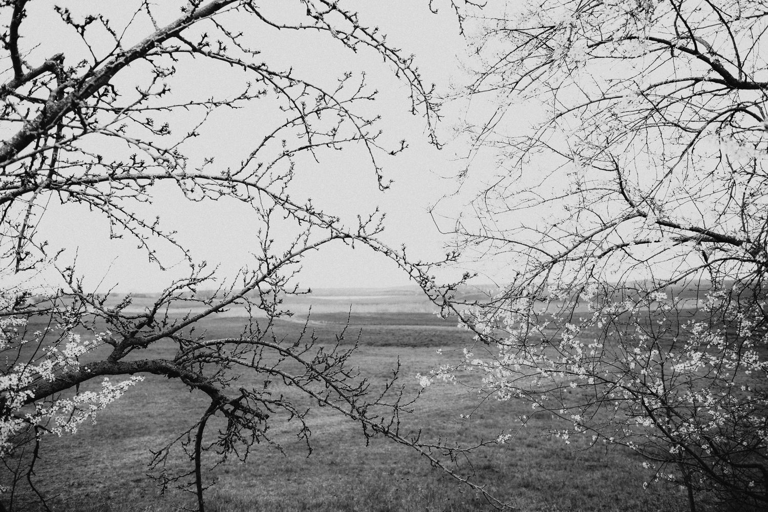 Black and white photo of bare tree branches framing a misty rural landscape in early spring.
