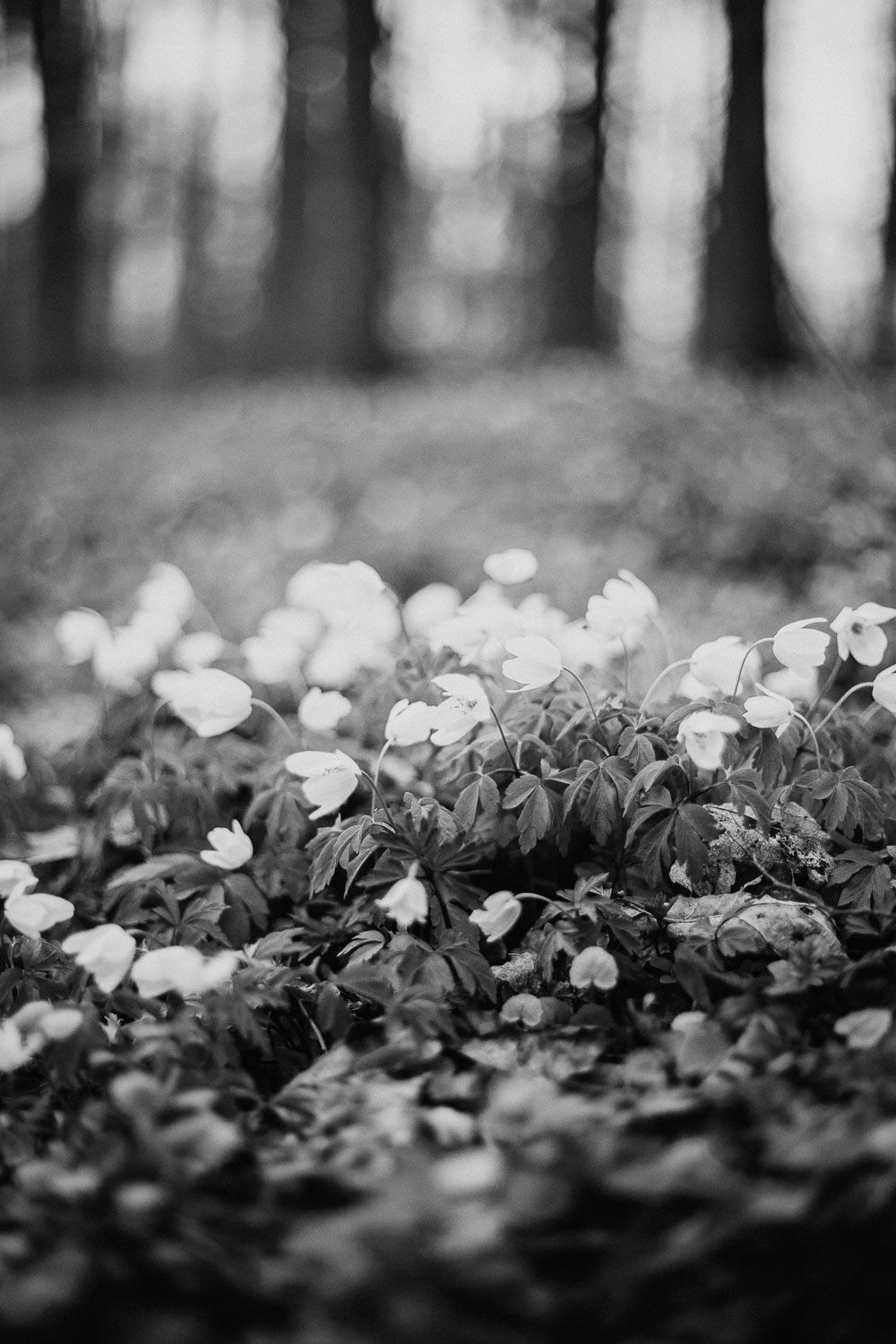 Black and white forest floor covered in delicate white wood anemone flowers among fallen leaves.