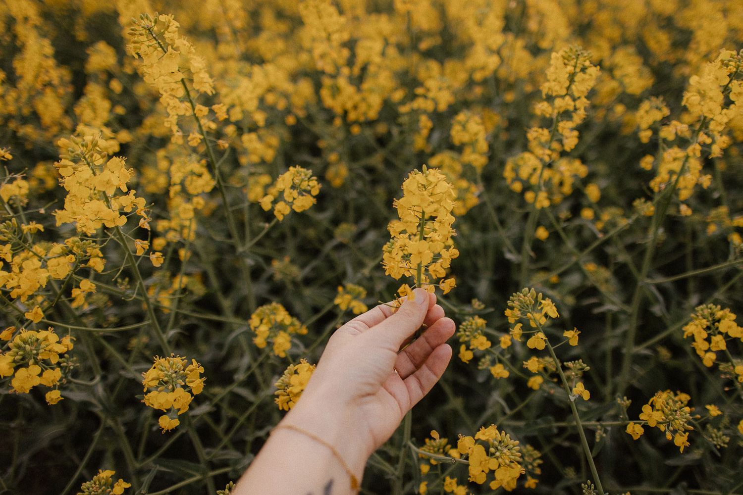 Hand gently touching bright yellow rapeseed flowers blooming in a lush field during golden hour.