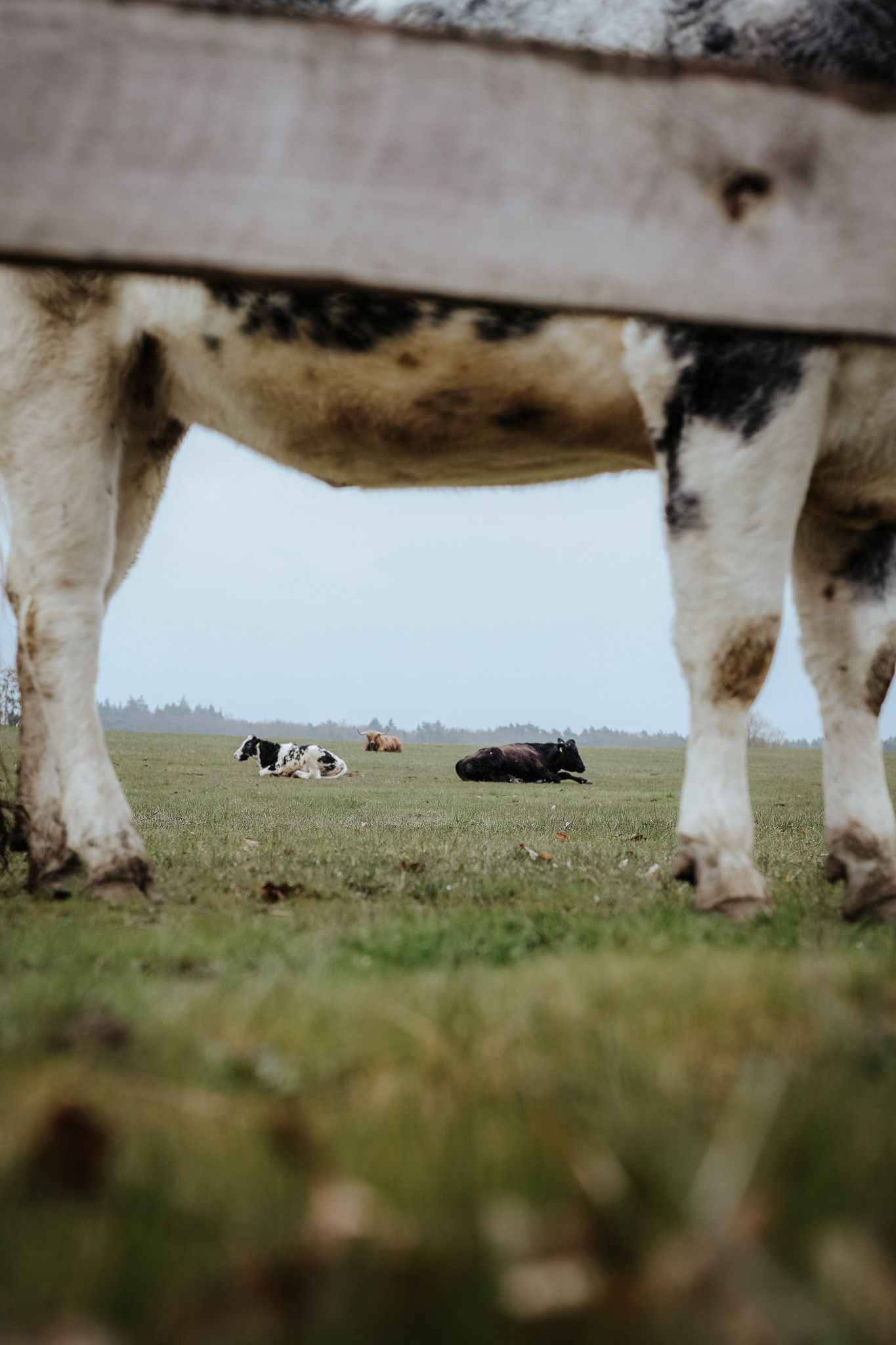 Low angle view through cow legs of cattle resting in misty green pasture field.
