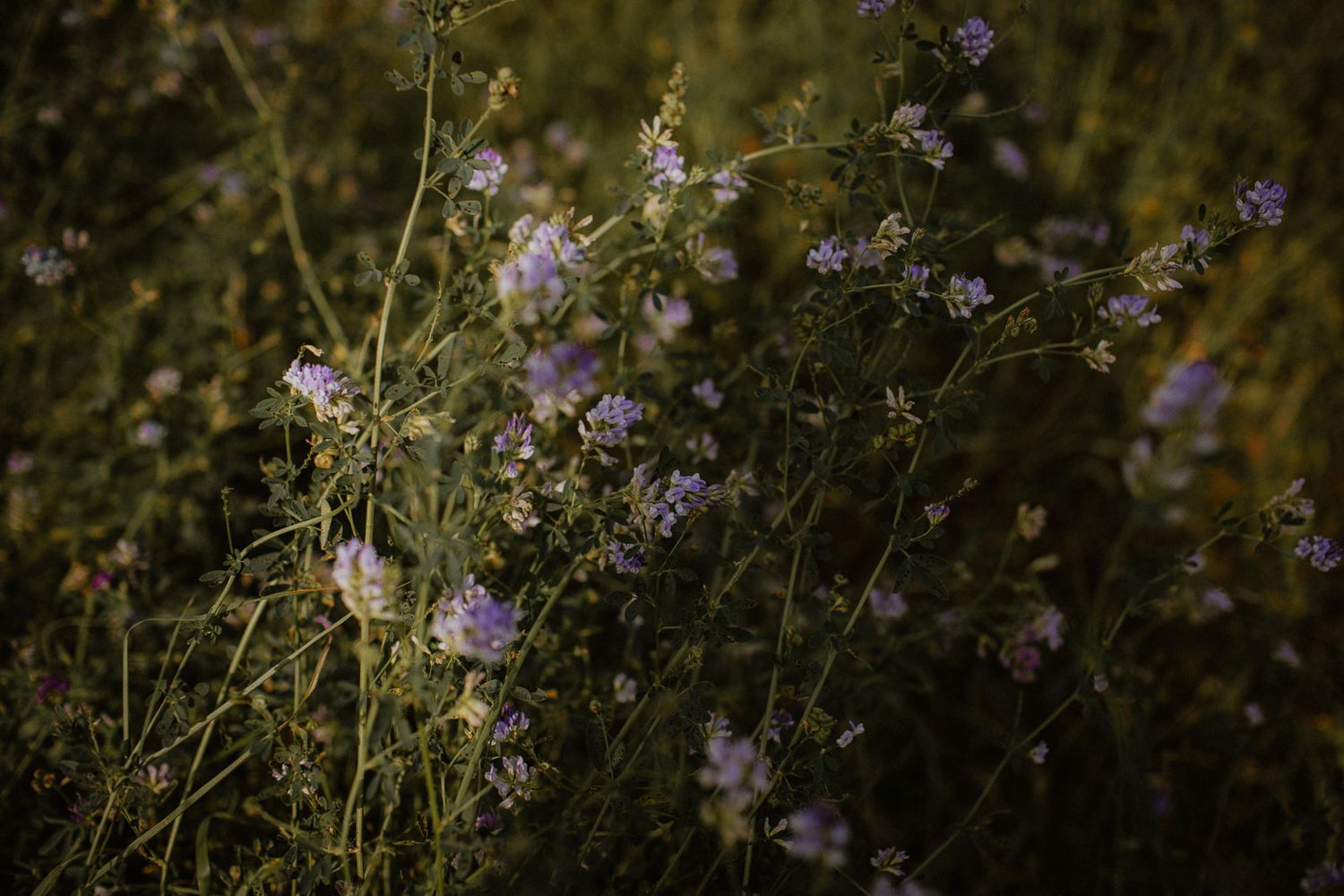 Delicate purple wildflowers blooming on tall green stems in a sunlit meadow at golden hour.