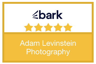 Five star review badge for photography services on Bark platform with gold border.