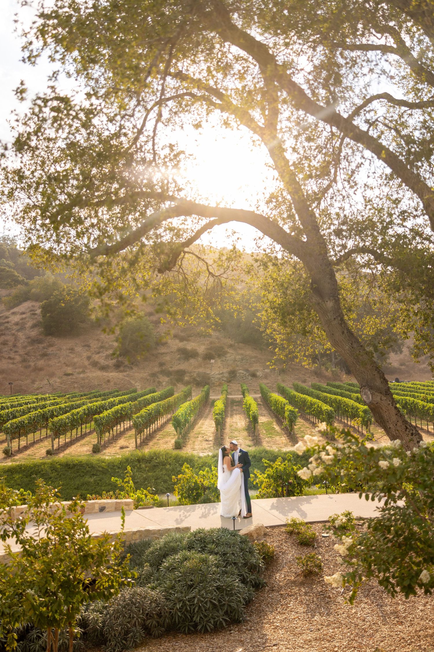 Beautiful vineyard wedding scene at sunset with ancient oak trees towering over rows of grapevines.