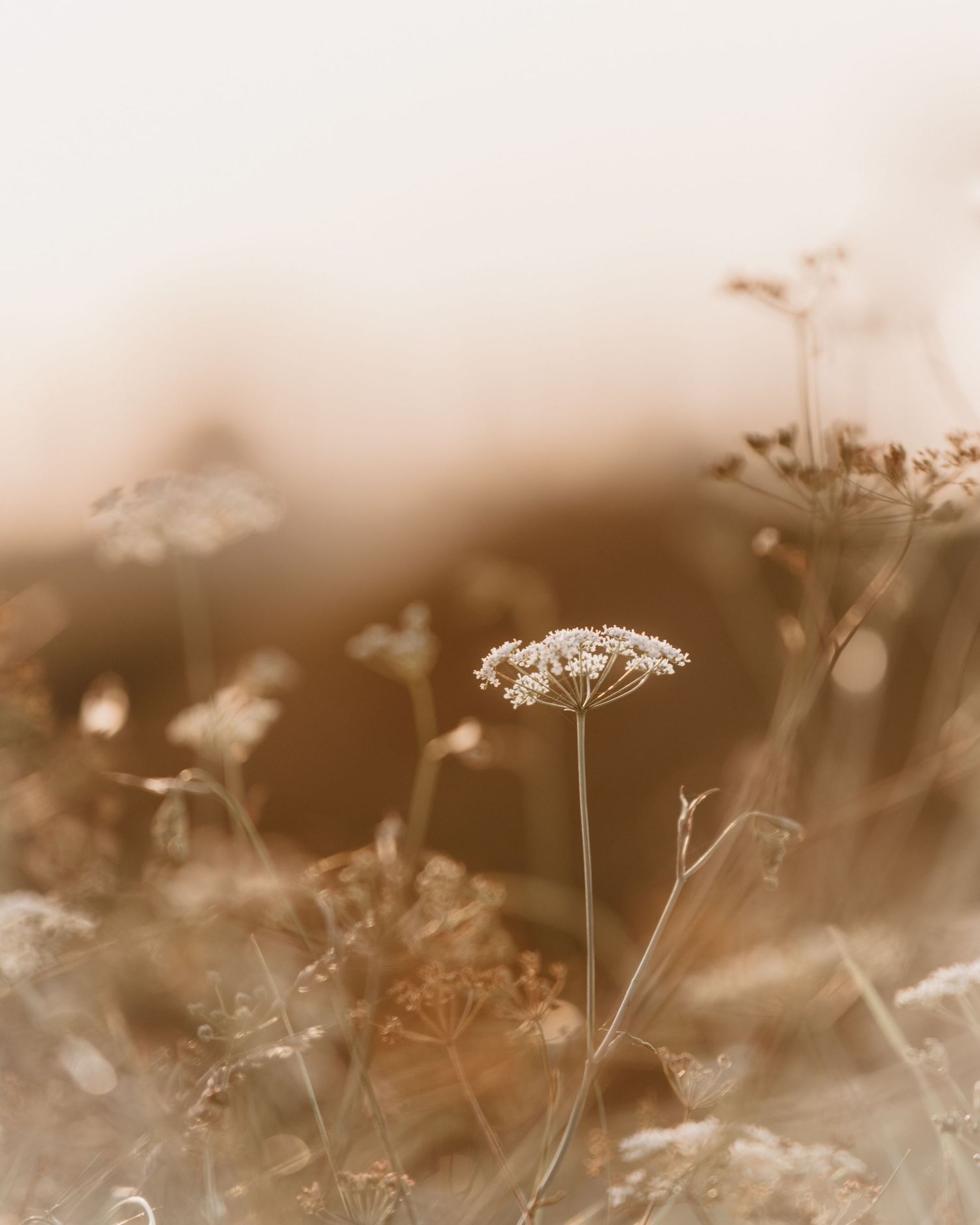 Delicate white Queen Anne's Lace wildflower blooms in soft sepia tones against a dreamy blurred background.