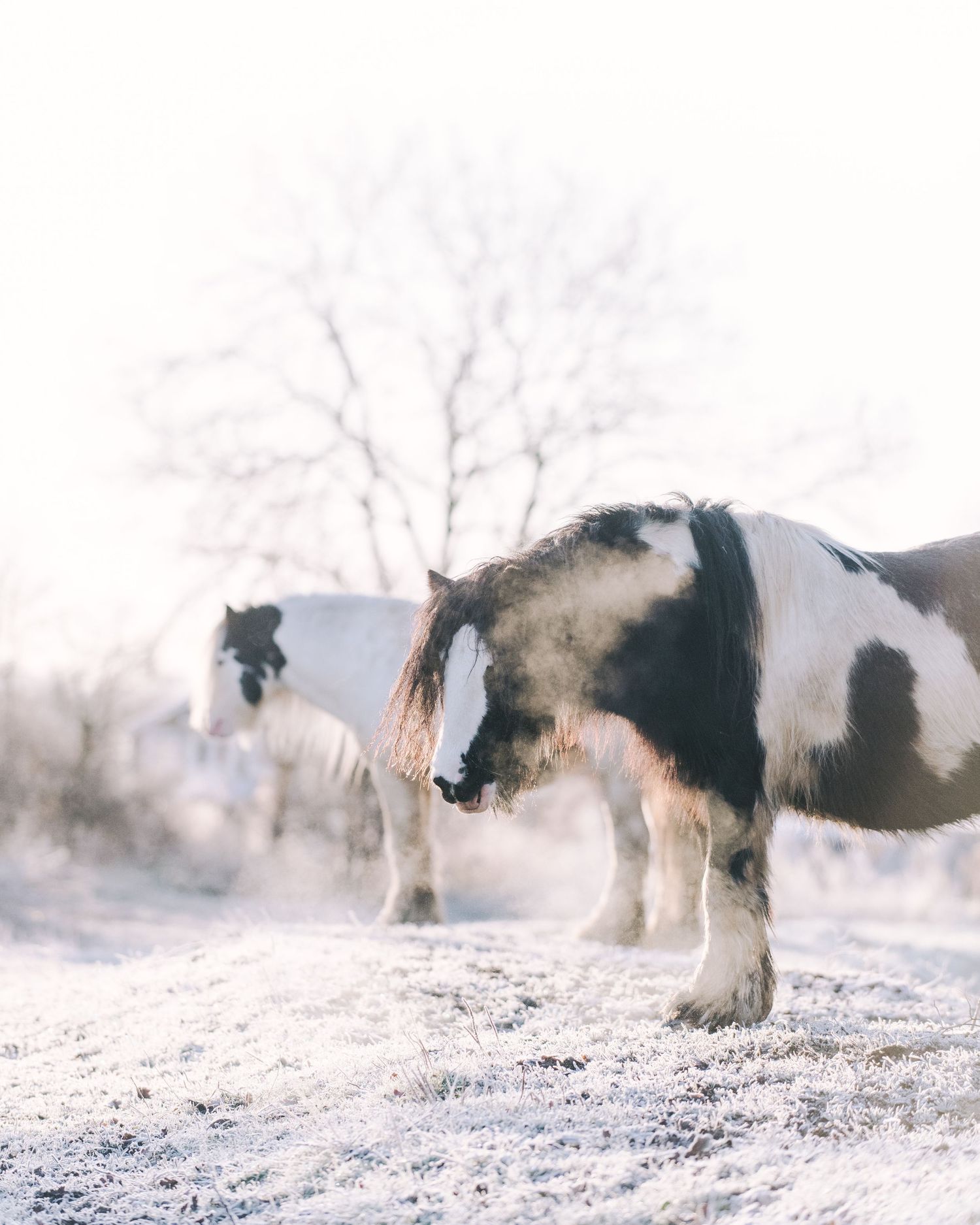 A black and white horse shakes off snow in a winter landscape creating a dynamic motion sequence.