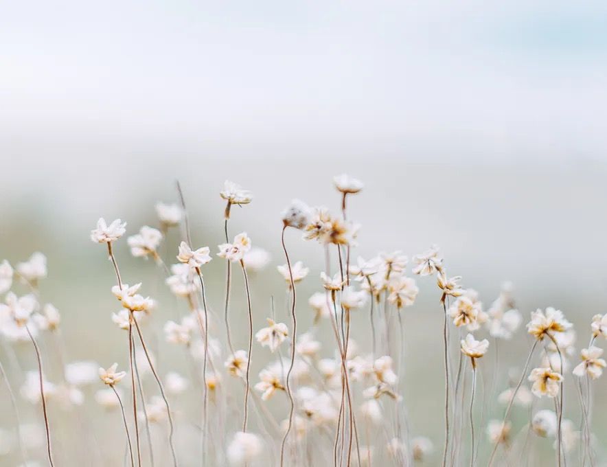 Soft-focus wildflowers blowing gently against a pale sky.