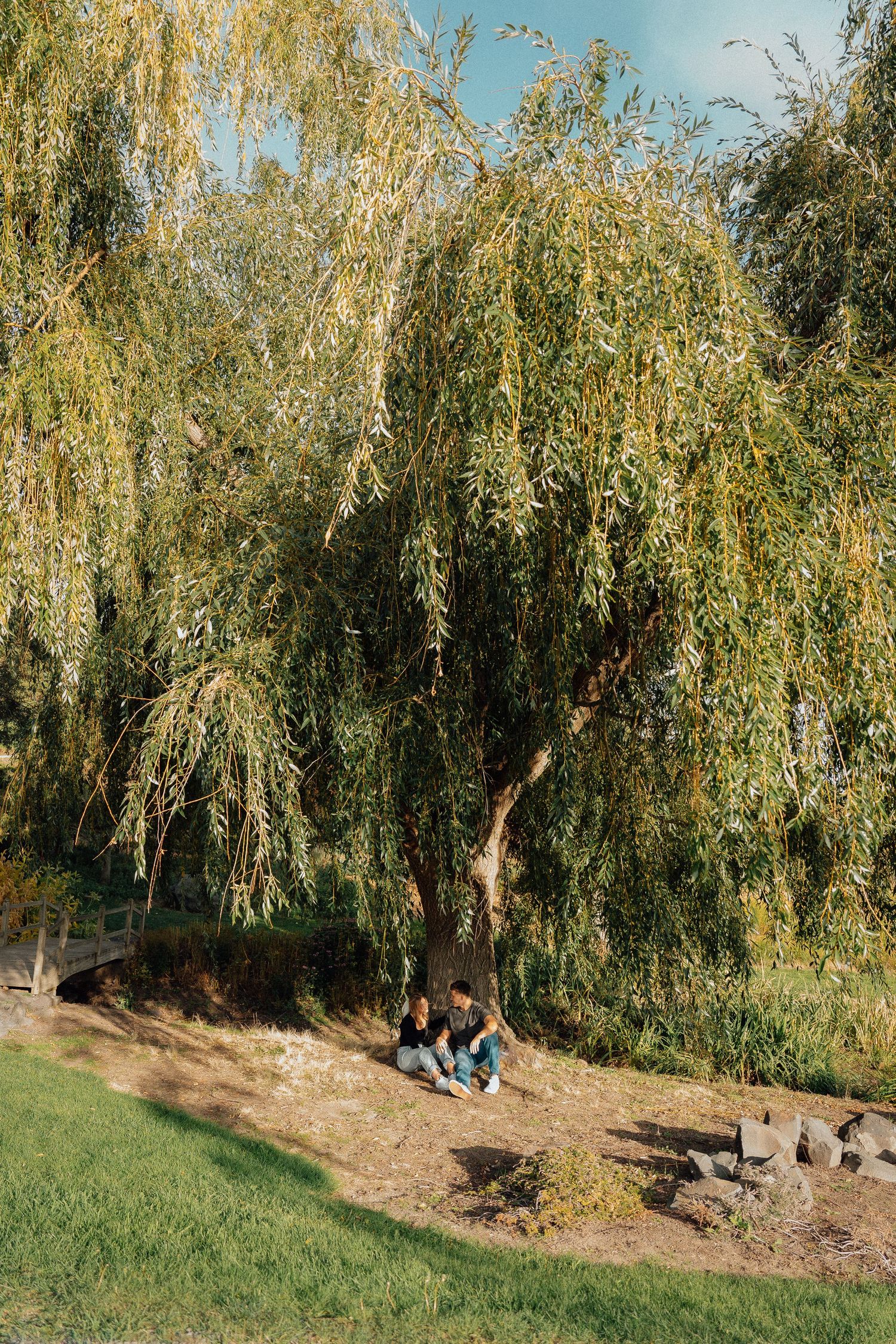 People relax under the drooping branches of a majestic weeping willow tree in a peaceful garden setting.
