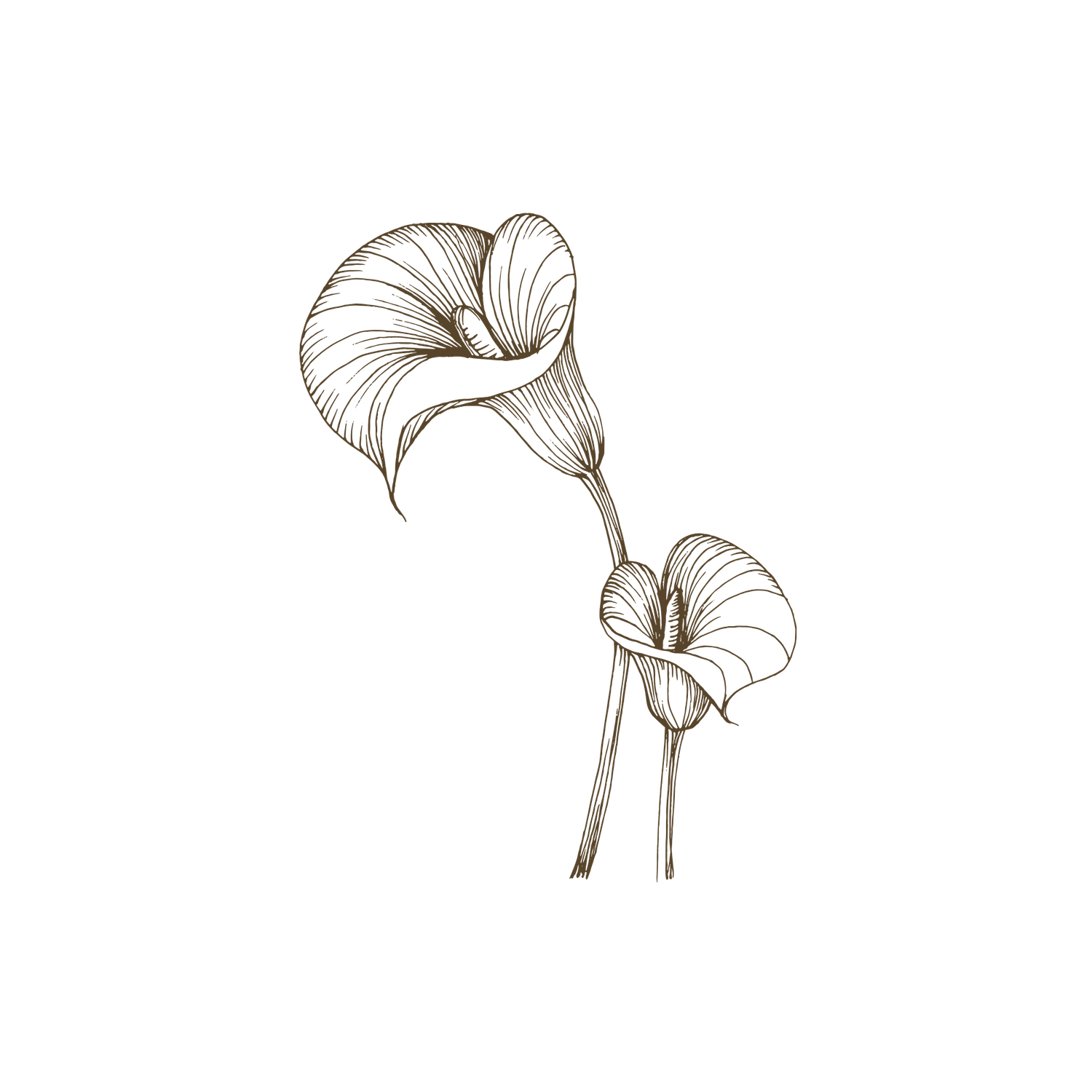 Minimalist line art illustration of two calla lily flowers with delicate stems in brown ink.
