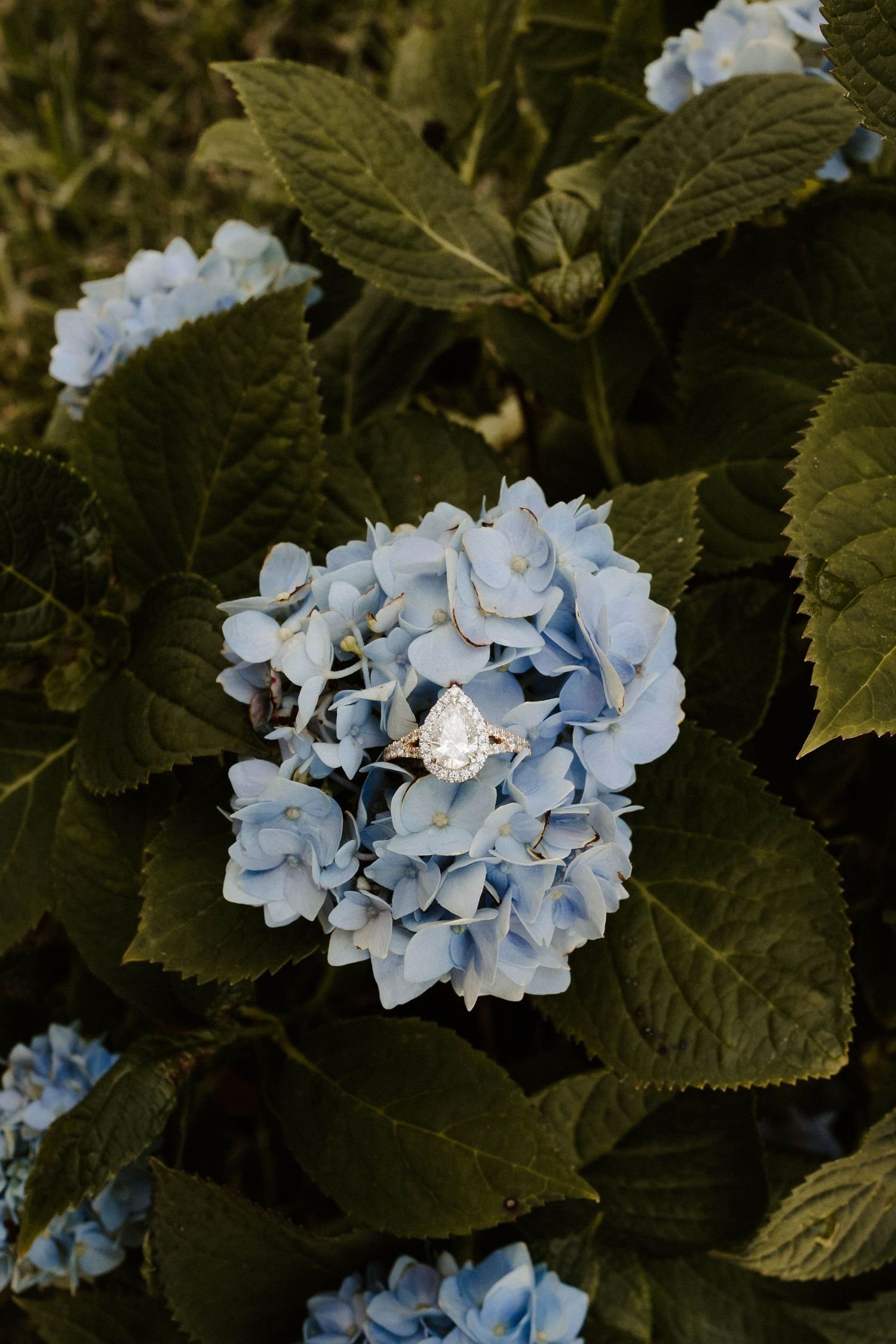 Pear-shaped diamond engagement ring resting on blue hydrangea flowers surrounded by lush green leaves.