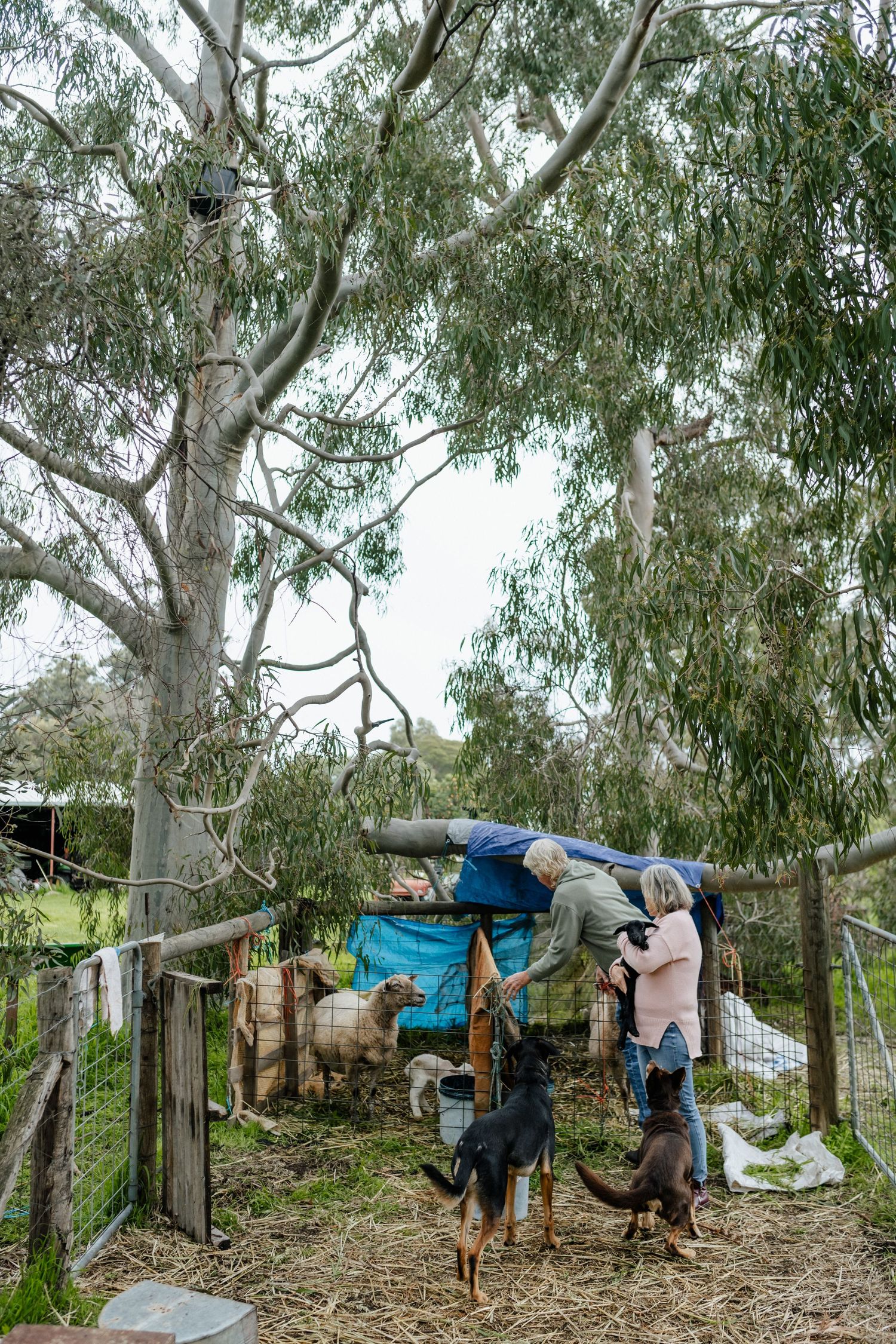 An older couple in their 70s on their hobby farm in Perth, feeding two sheep, with large gum trees in the background.