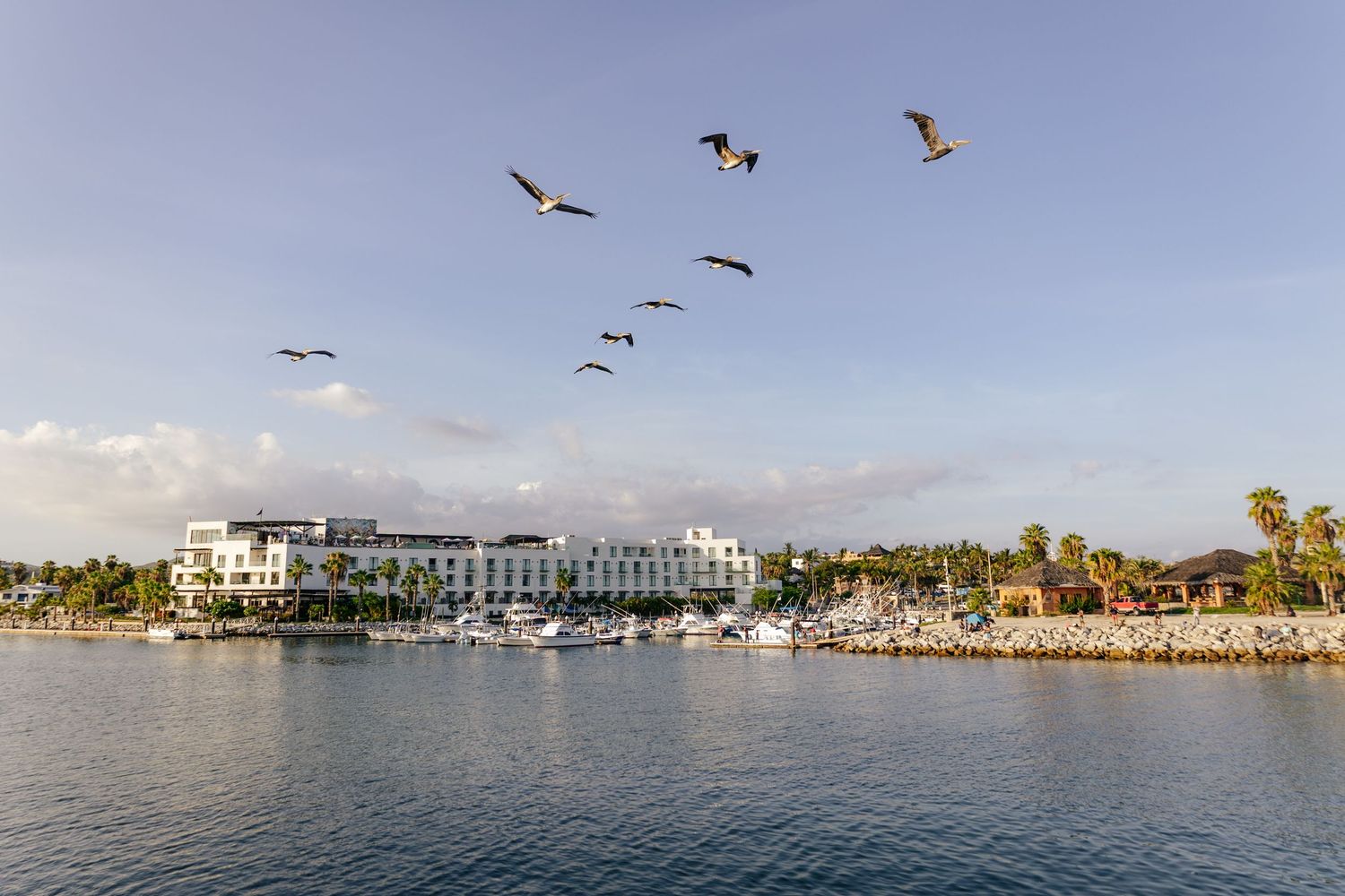 Brown pelicans soar over a waterfront resort with boats docked at a marina in a coastal setting.