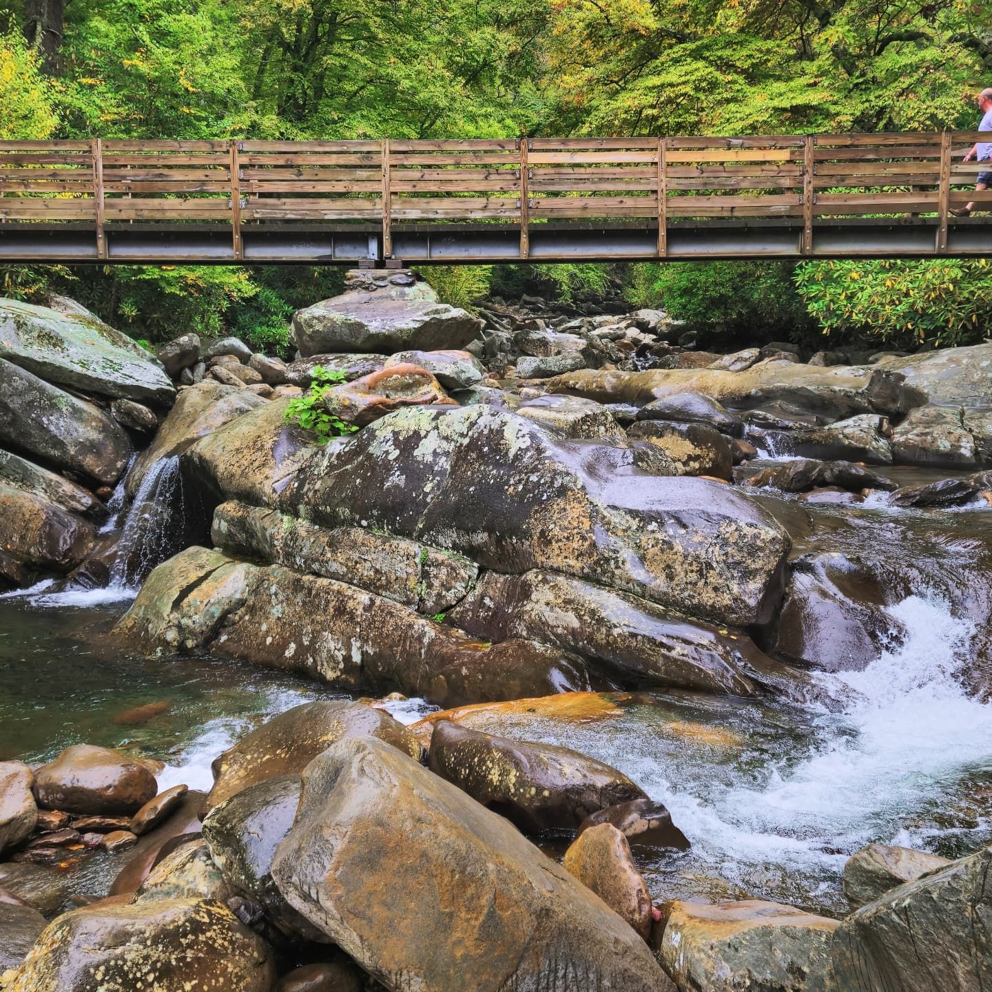 Scenic landscape photography capturing the natural beauty and mountain views of the Great Smoky Mountains.