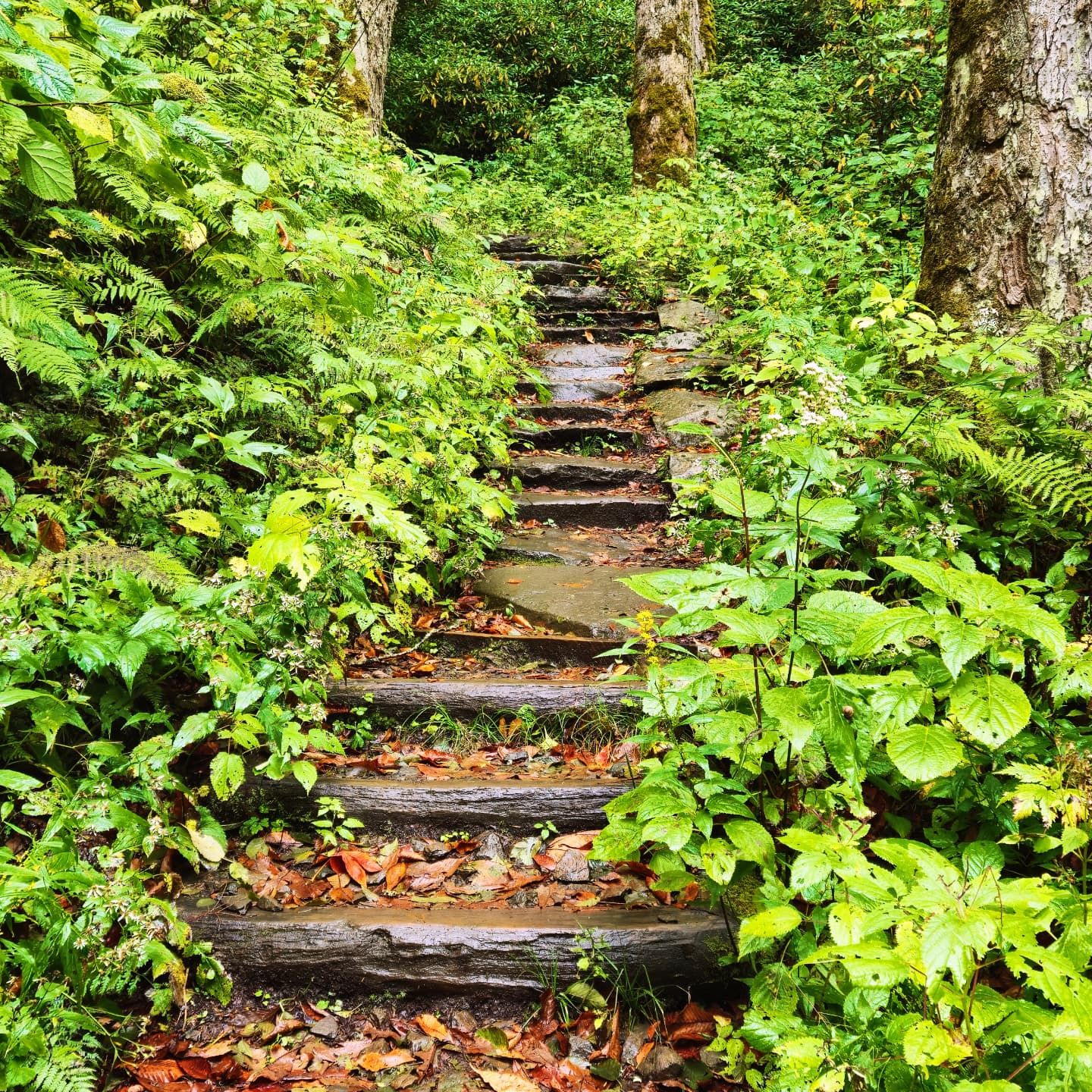 Scenic landscape photography capturing the natural beauty and mountain views of the Great Smoky Mountains.